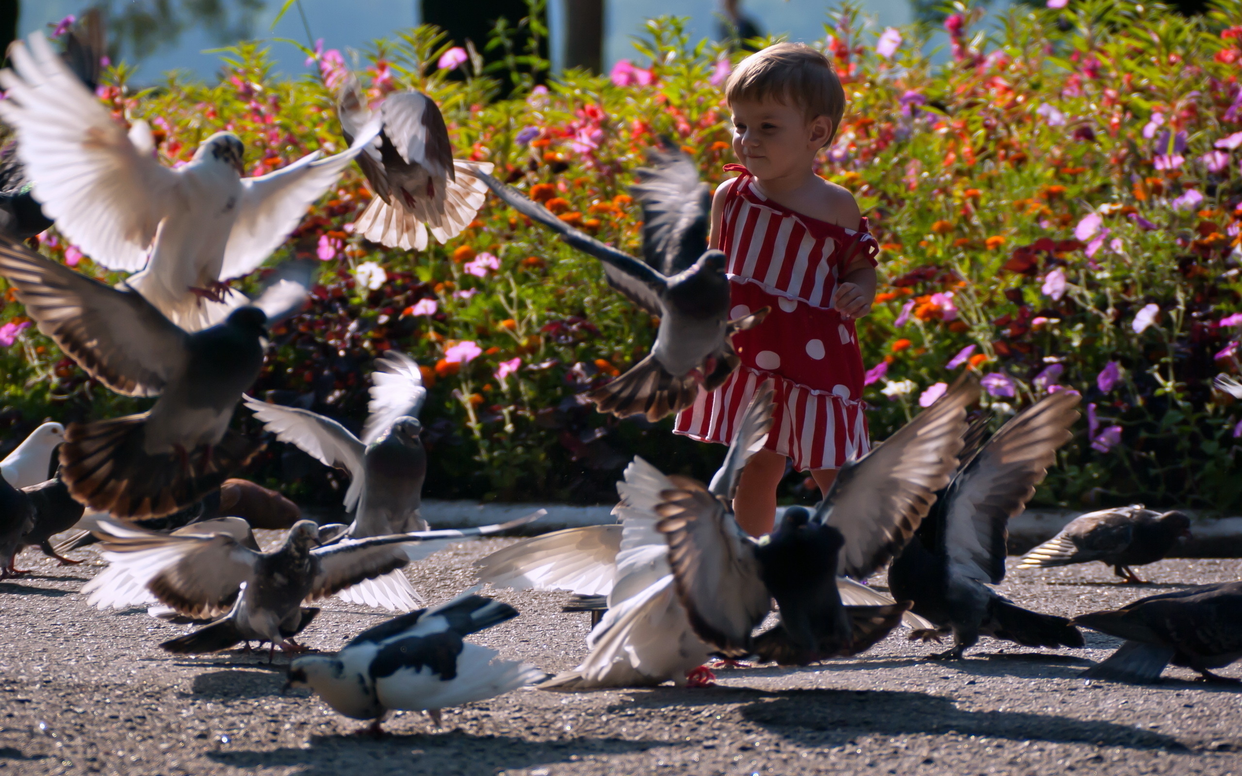 Развлечение птицы. Птицы для детей. Фотосессия с голубями. Детскаяфотосесси с голубями. Дети голубей.