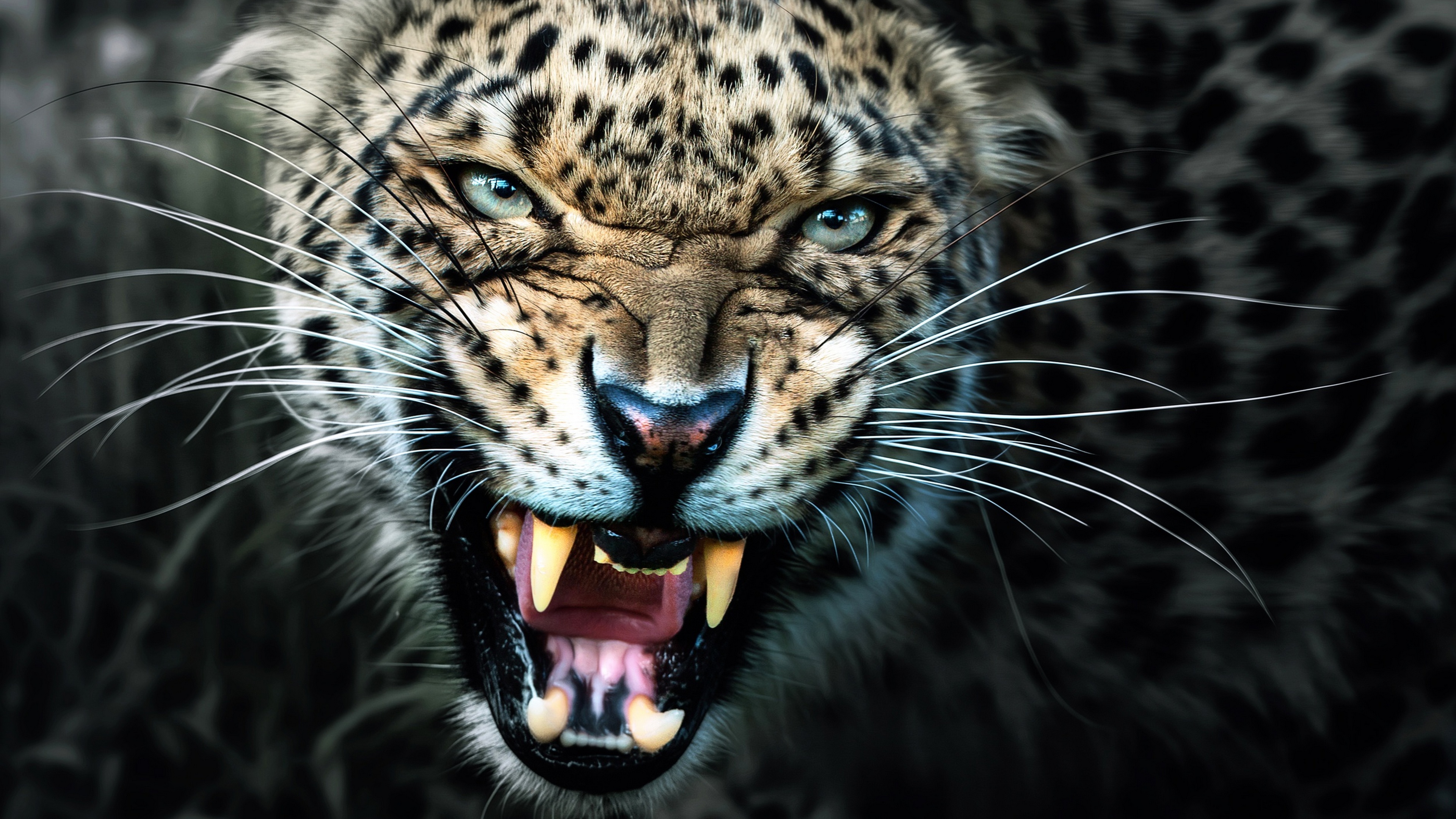Агрессивные авы. Ягуар леопард оскал. Дальневосточный леопард оскал. Леопард снежный Барс Ягуар. Леопард Барс пантера.