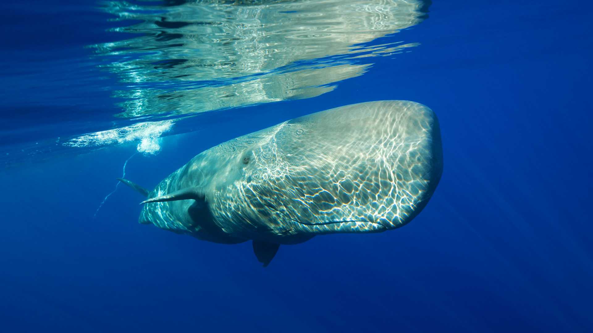 Мощность кита под водой. Спермацетовый кит Кашалот. Животные Атлантического океана Кашалот. Рыба Кашалот. Крупные рыбы океана.