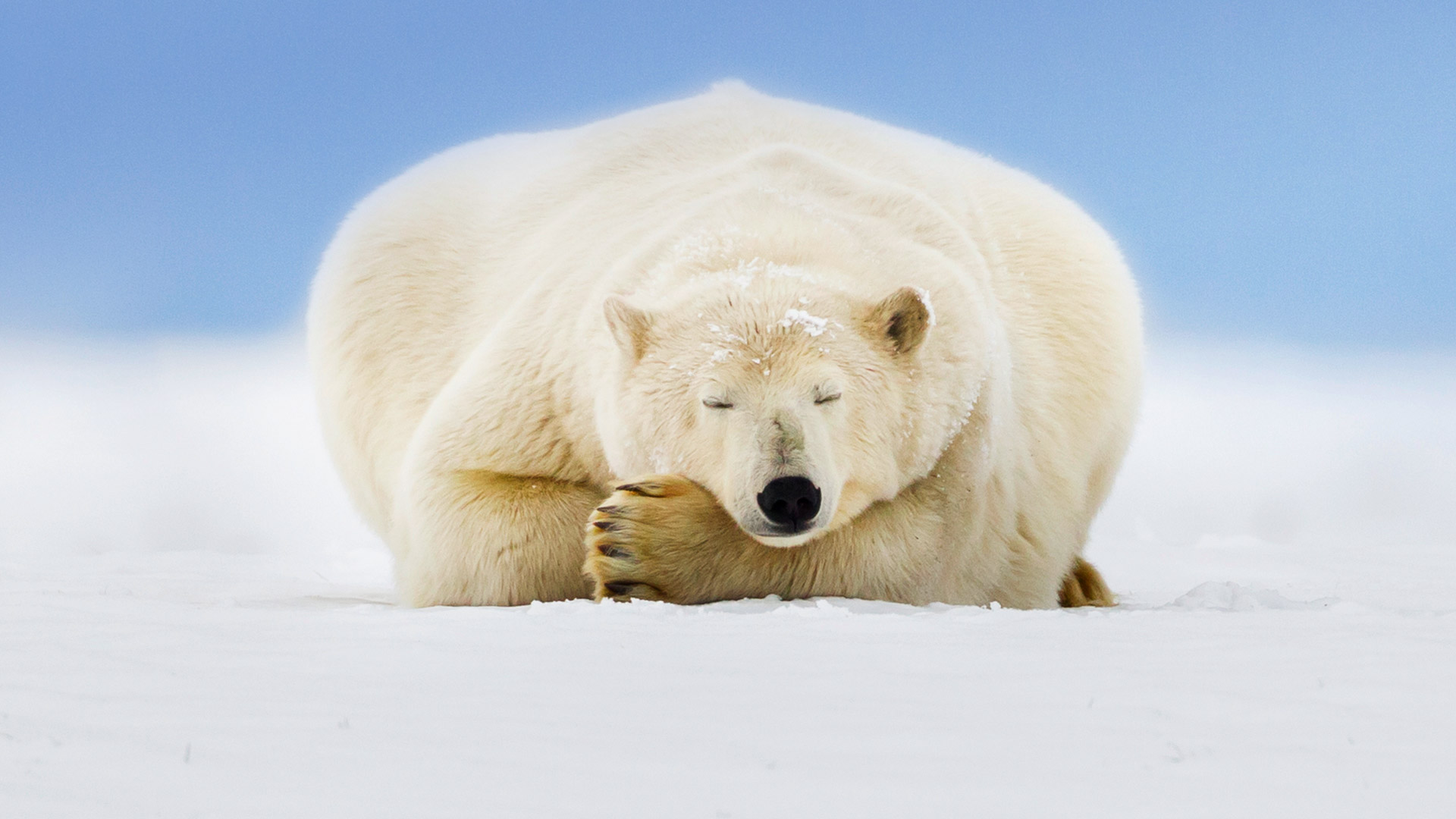 Арктика жизнь белого медведя. Белый медведь (Карско-Баренцевоморская популяция). Полярный медведь. Образ жизни белого медведя. Белый медведь на фоне снега.