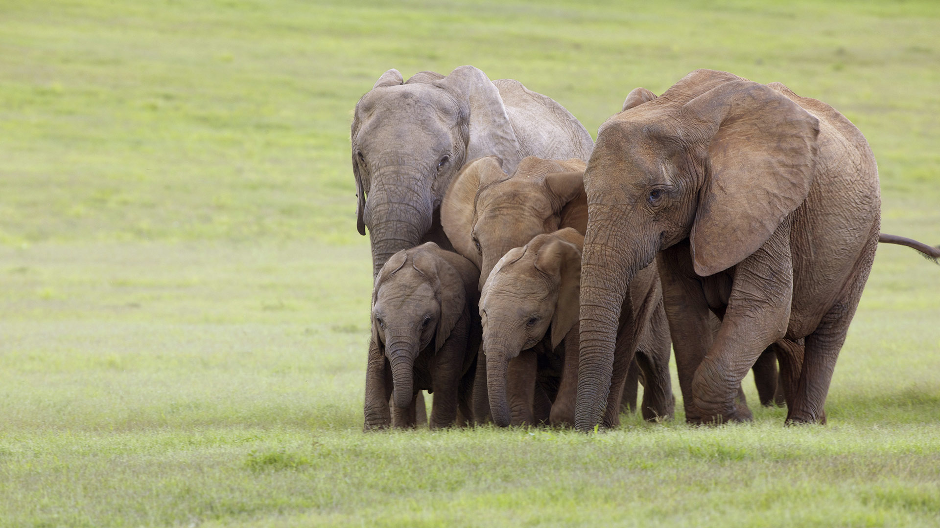 Слон группа организмов. Слоненок. Слоны семья. Заставка на рабочий стол слоны. Четыре слона.