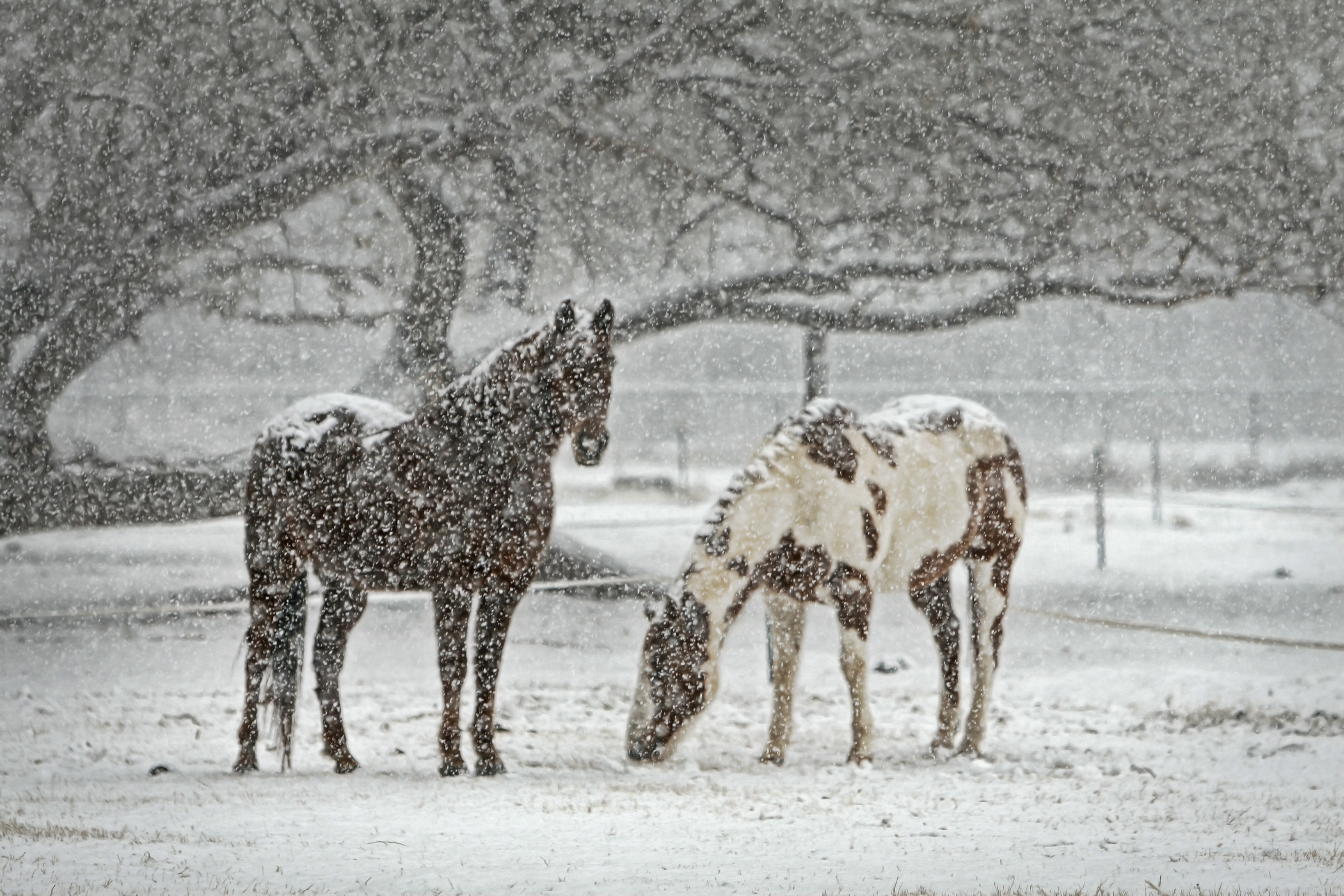 Перед наступлением зимы некоторые животные. Лошади в снегу. Лошади зимой. Заснеженная лошадь. Лошадь снегопад.