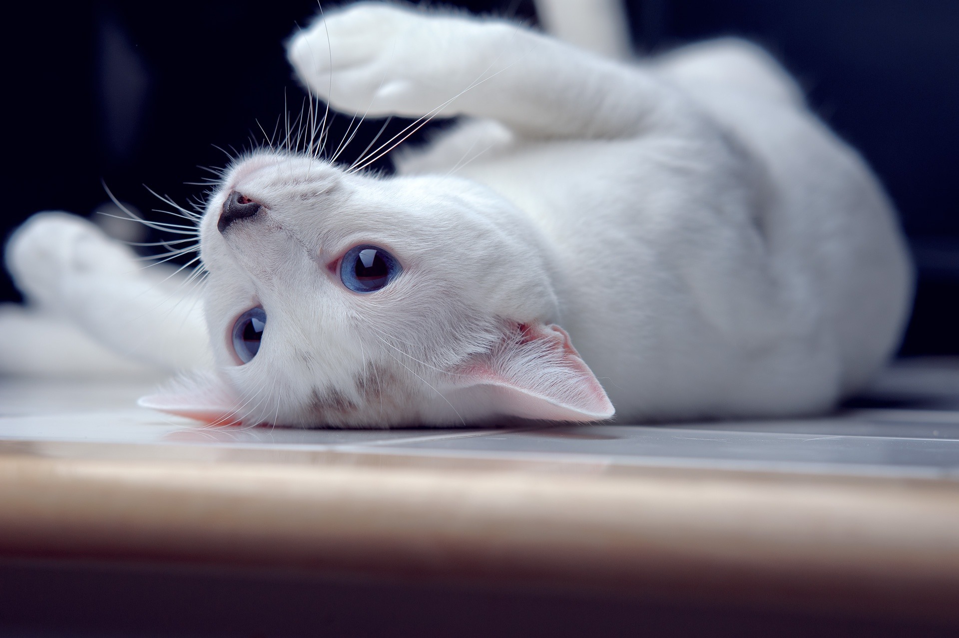 Белая киса. Белый котик. Кошка белая. Красивая белая кошка. Белая кошка с голубыми глазами.