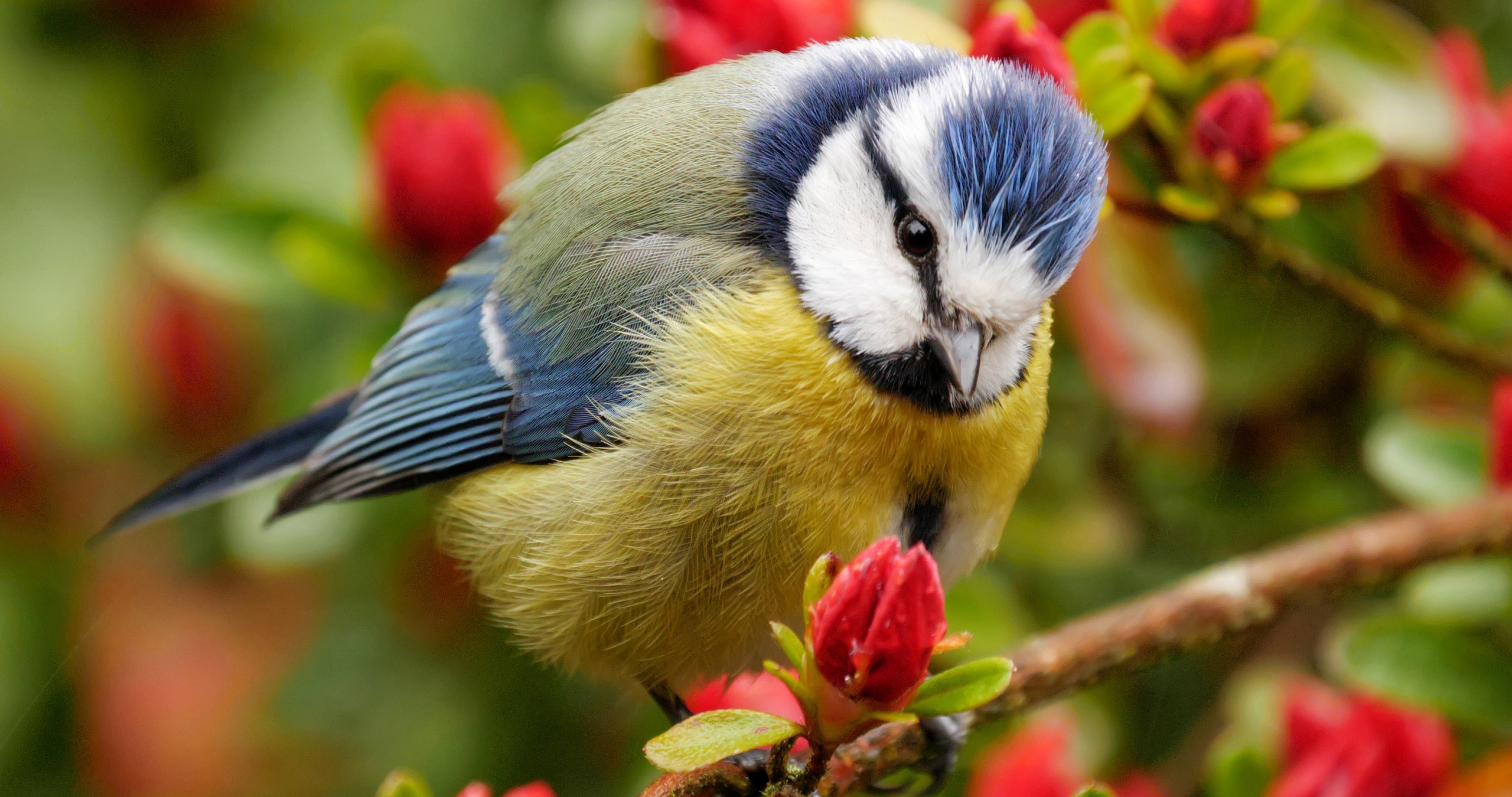Красивая природа с птицами. Маленькая синичка лазоревка. Синица лазоревка весной. Синичка лазоревка и цветы. Лазоревка на ветке.