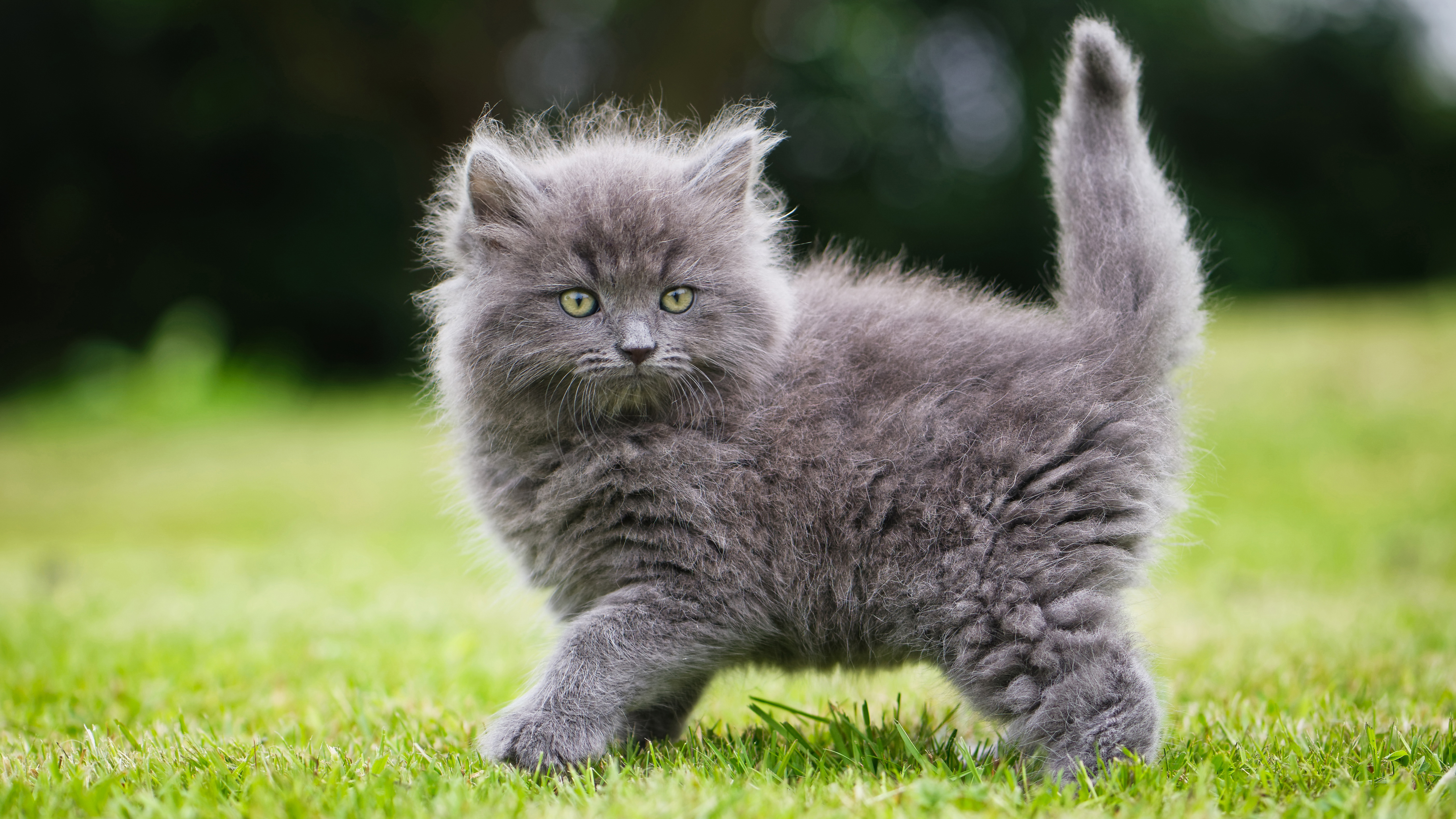 Как называется киса. Сибирский Нибелунг длинношерстный. Пушистая кошка. Пушистые котята. Пушистый котик.