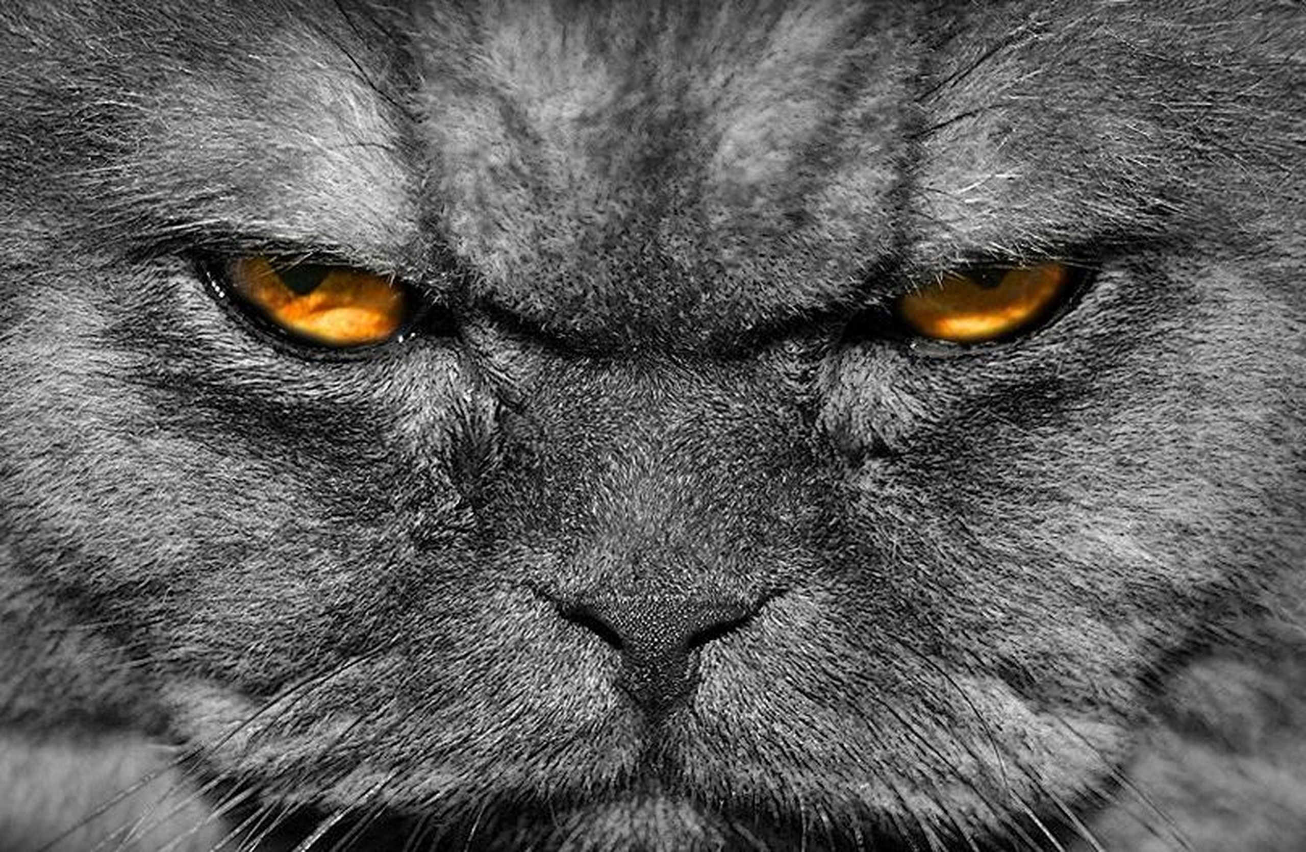 Суровые животные. Злой кот. Кот со злой мордой. Злая морда. Злобный взгляд.
