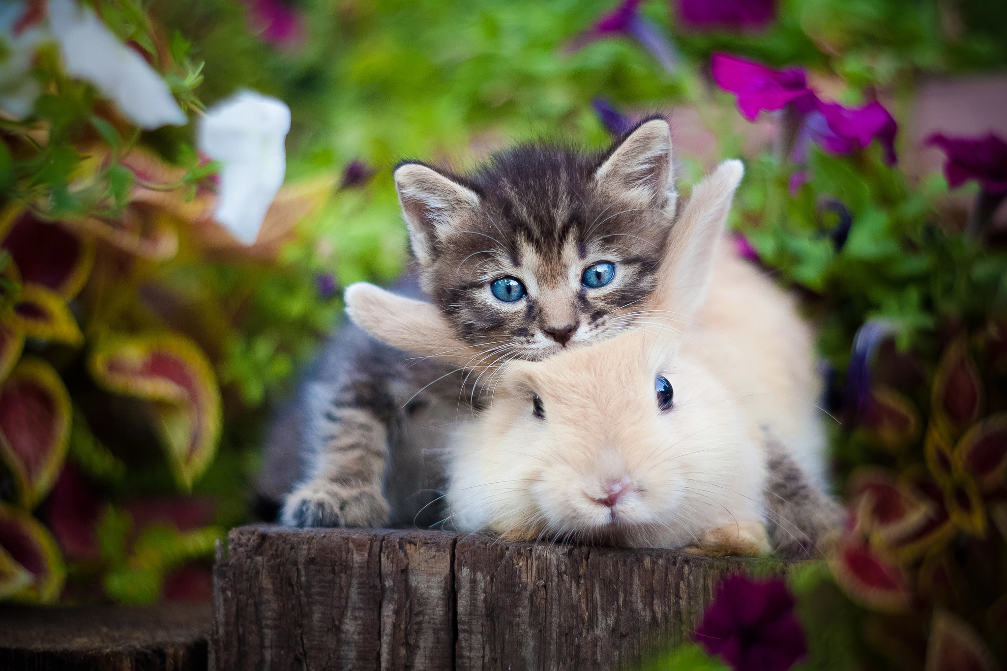 Милые картинки. Милые котики. Котик и зайчик. Очаровательные котята. Милые кролики и котики.