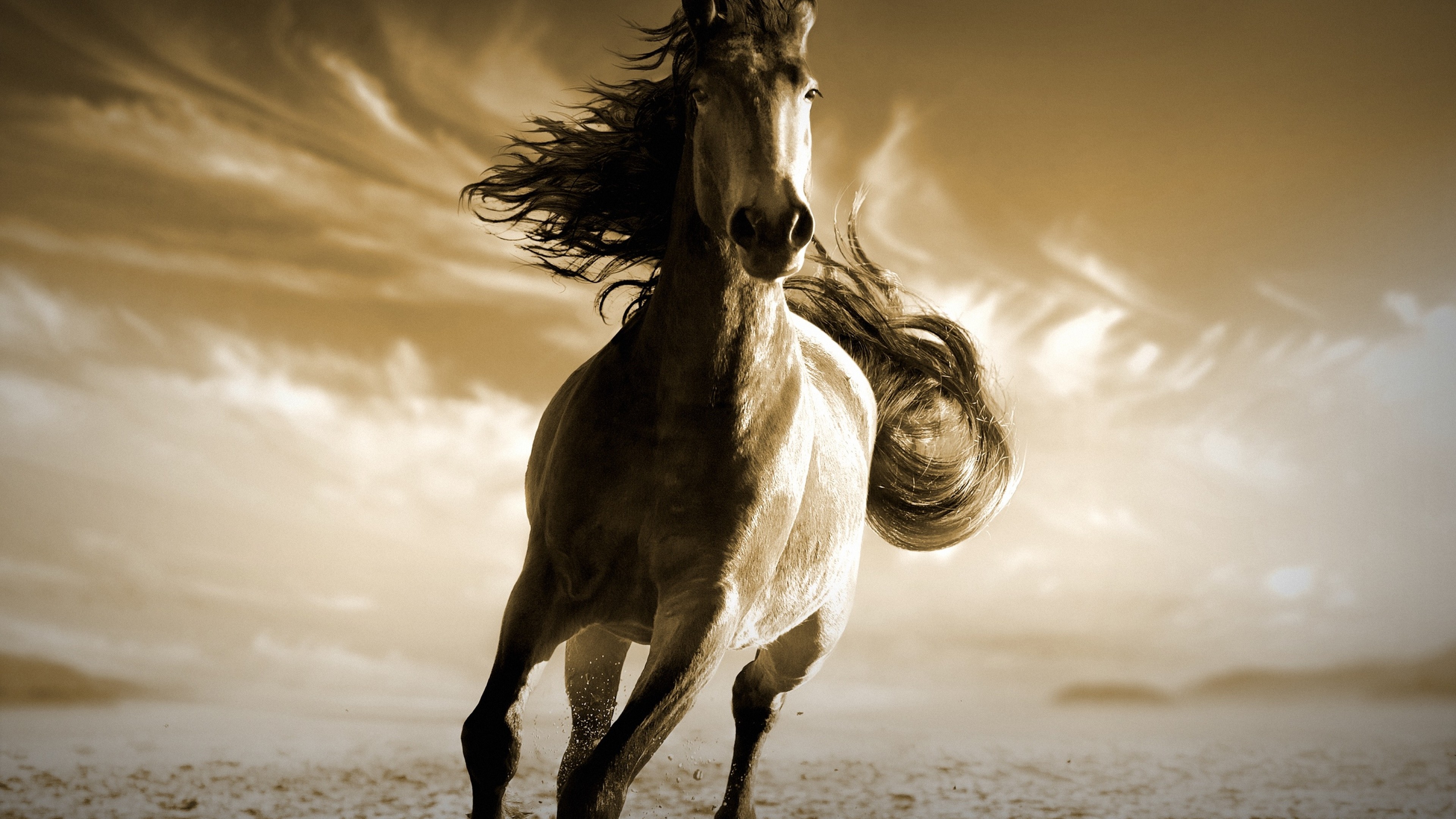 Арабские скакуны Мустанги. Лошадь скачет. Лошади на рабочий стол. Красивый конь.