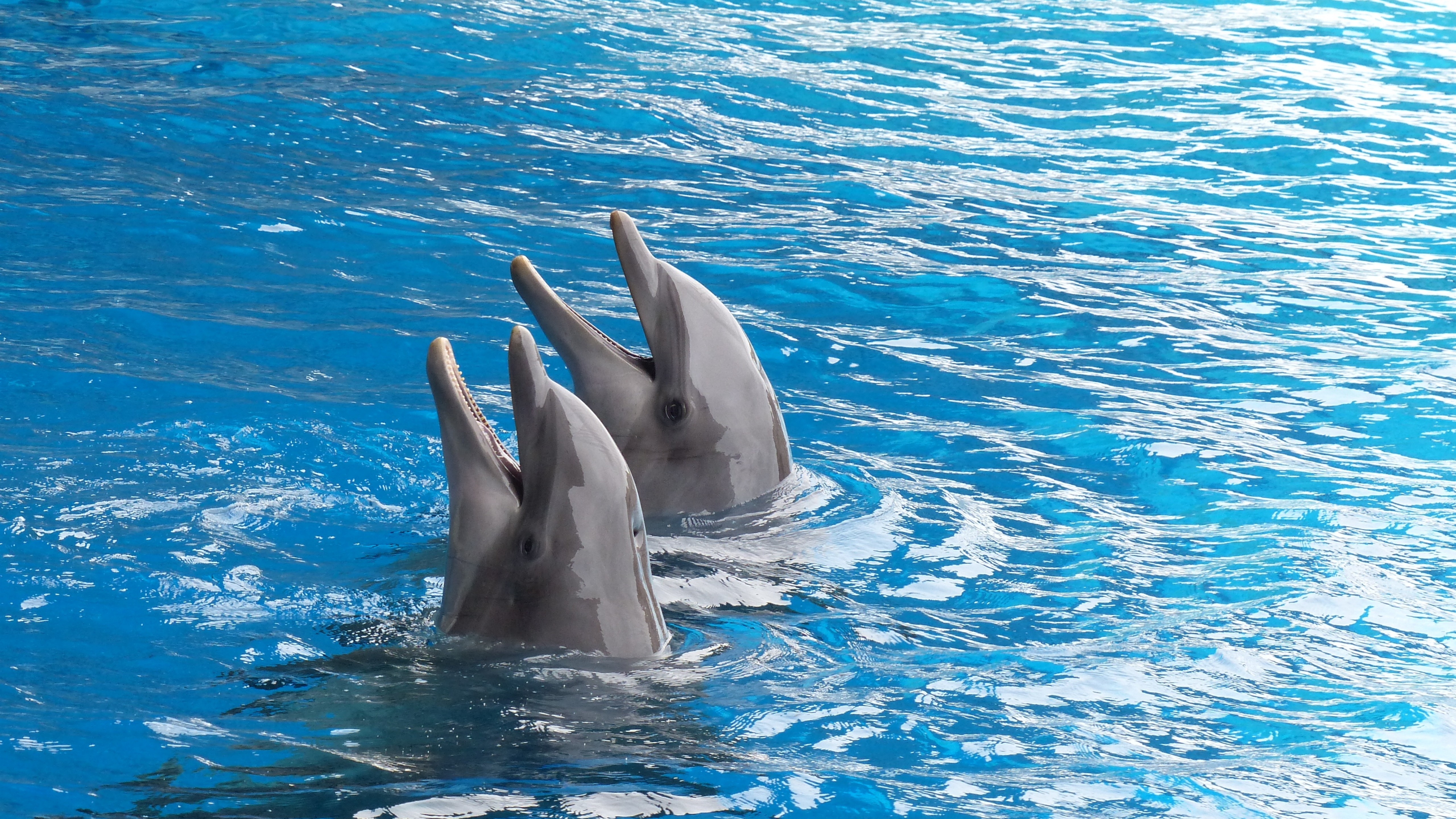 Живая природа дельфины