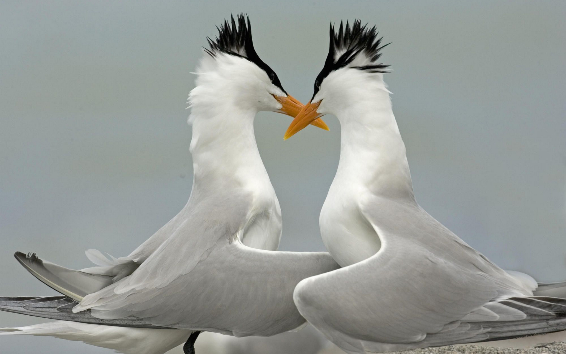 Брачные 4 буквы. Влюбленные птицы. Птица любви. Красивые пары животных и птиц. Поцелуй птиц.