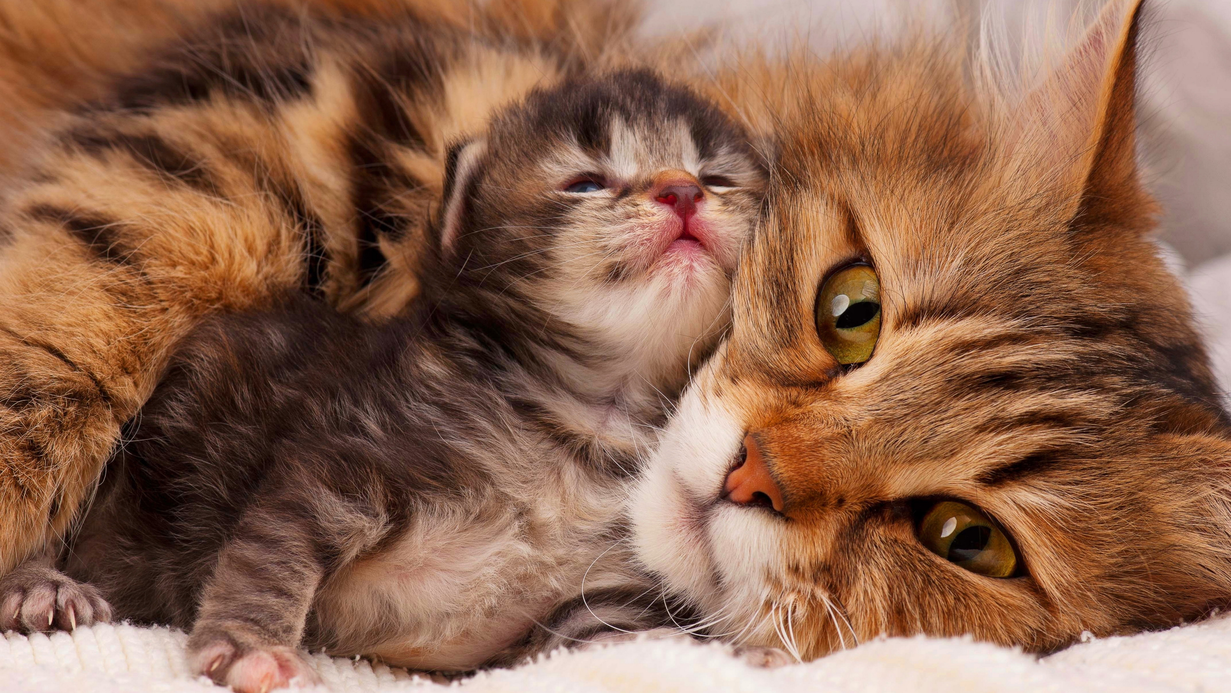Кошечка с котятами. Кошка с котятами. Мама кошка и котенок. Кошка скатитоми. Красивые котики.