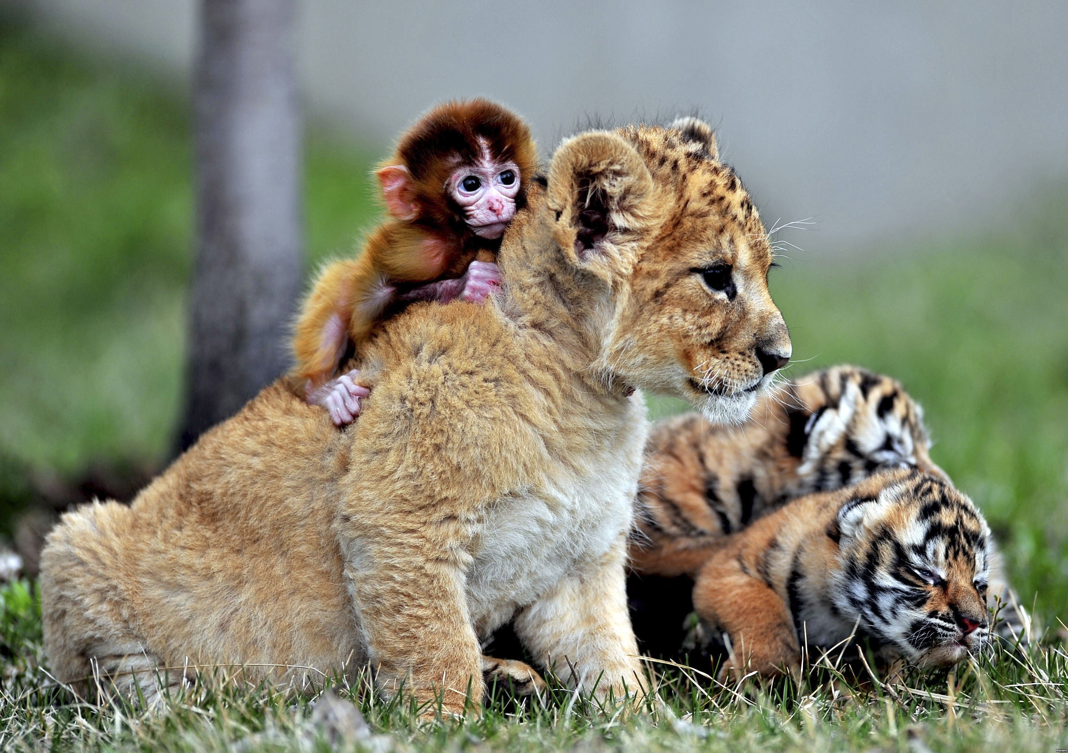 Наблюдая за жизнью животных. Разные животные. Детеныши животных. Красивые животные. Мир животных.