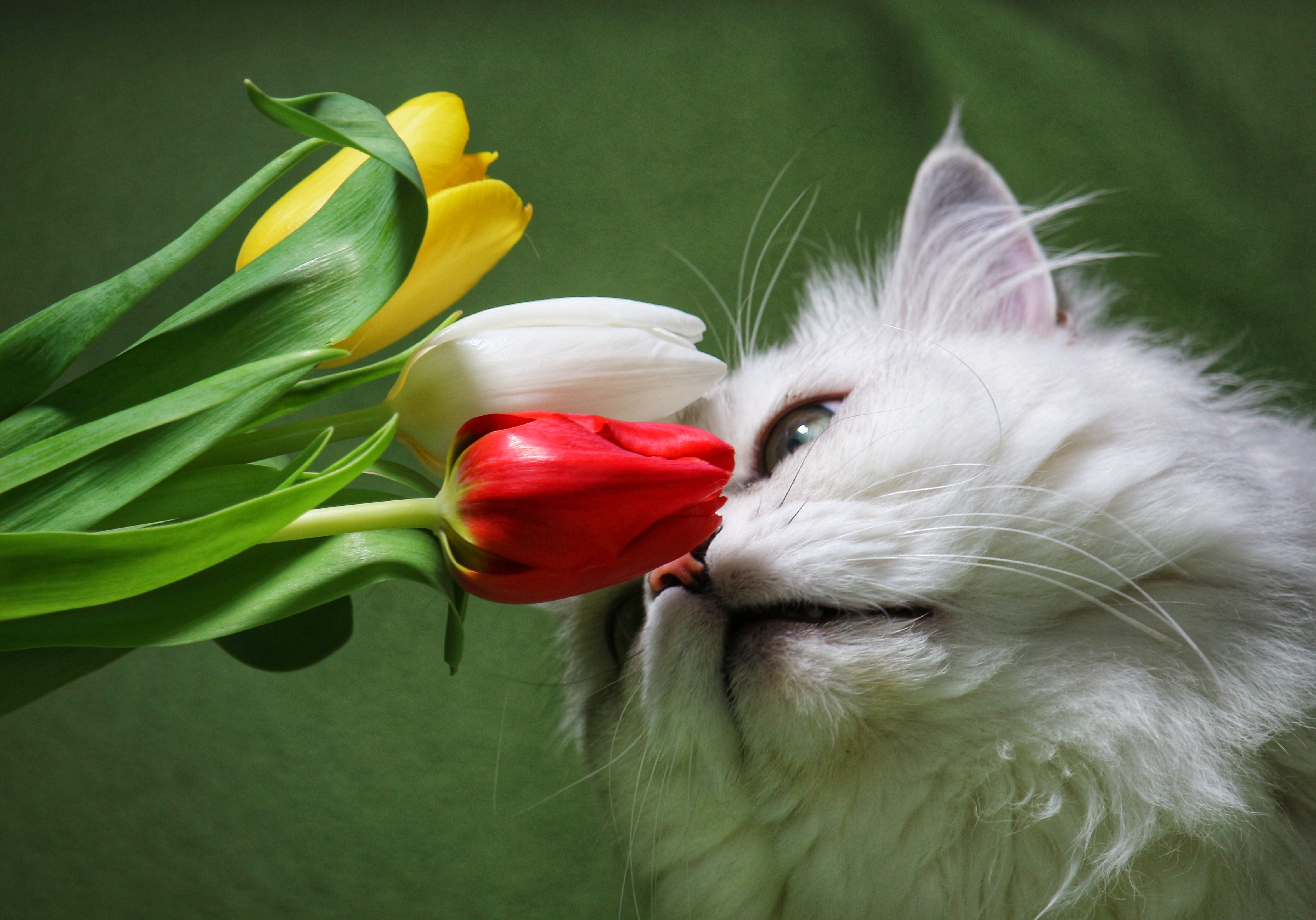 Котенок любит играть с цветами. Кошки и цветы. Кошка с цветами. Котенок в цветах. Котенок нюхает цветок.