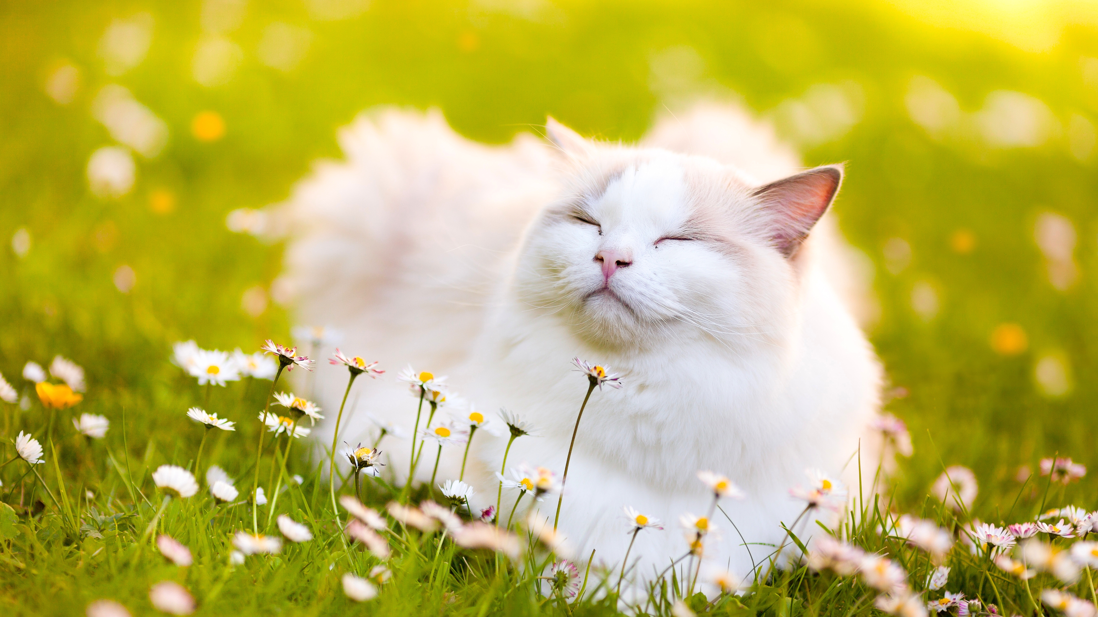 Звери под солнцем. Счастливый кот. Летний кот. Кошка на солнышке.