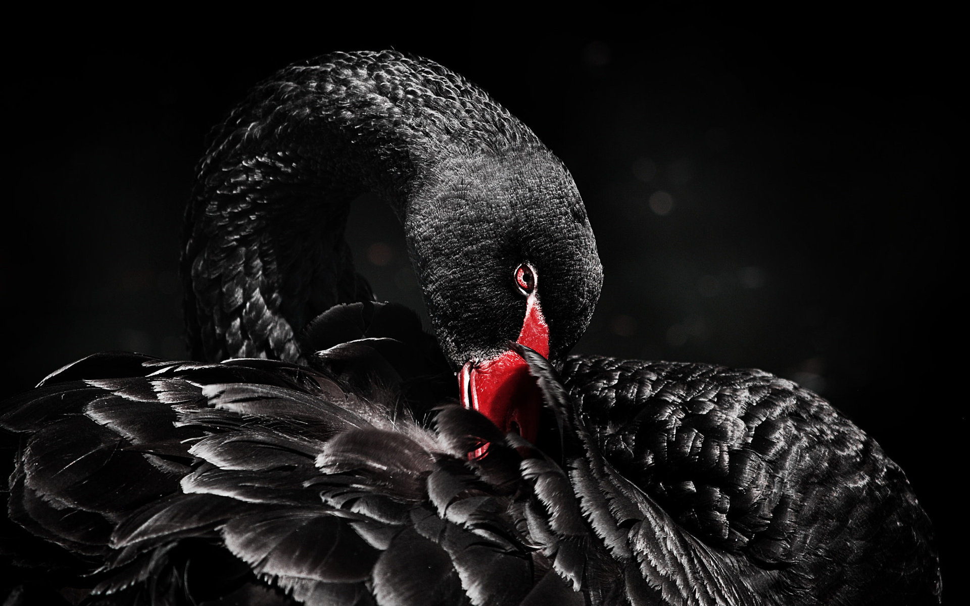 Птицы на черном фоне. Черный лебедь птица. Чёрный лебедь фото птица. Черный лебедь черный лебедь.