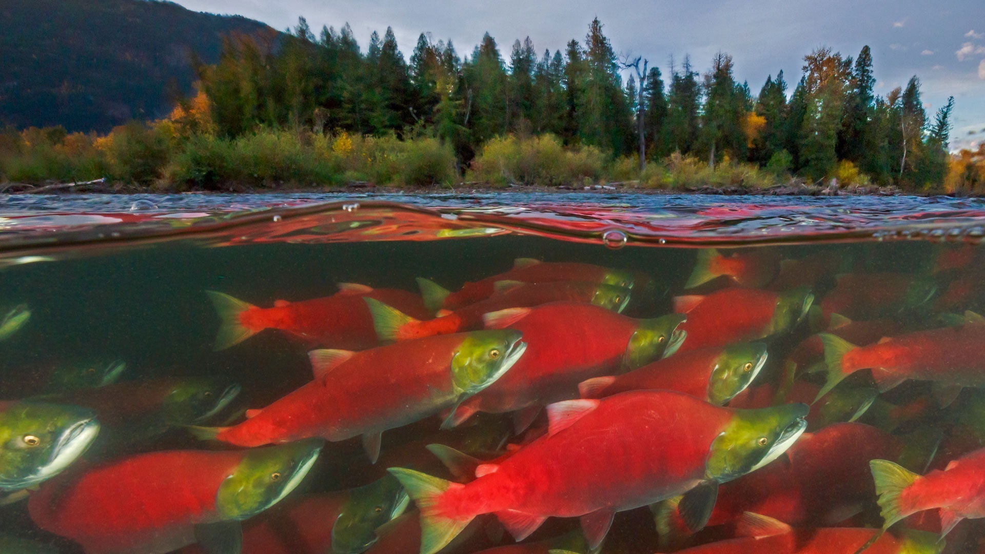 Красное озеро рыба. Лосось нерка нерест. Озерная форель Канада. Тихоокеанский лосось нерка. Нерест нерки на Камчатке.