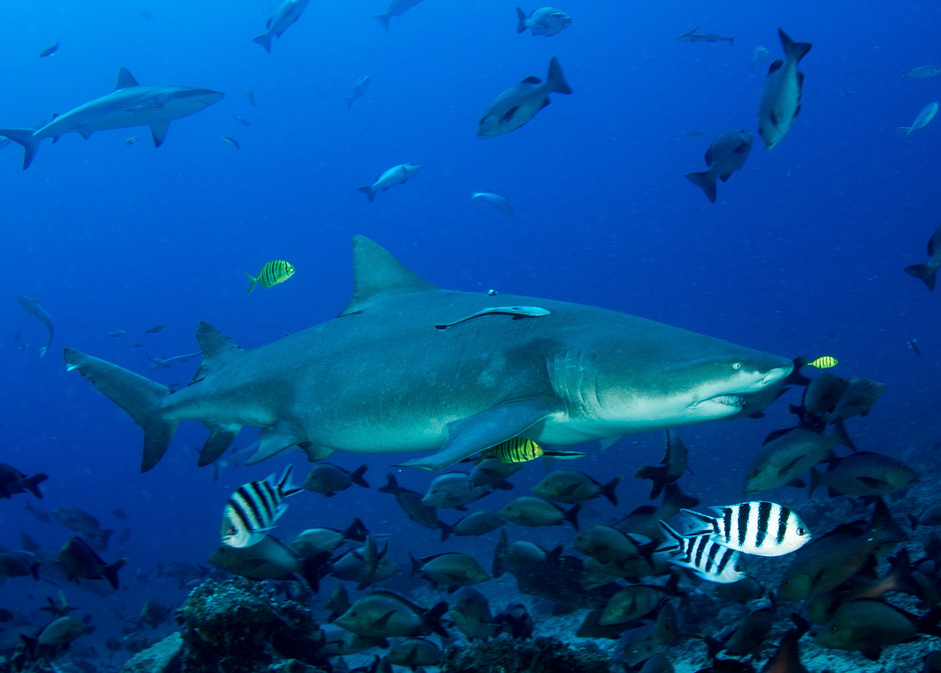 Есть ли в океане акулы. Красное море подводный мир акулы. Морской мир акулы. Морские рыбы акула. Акула в море.