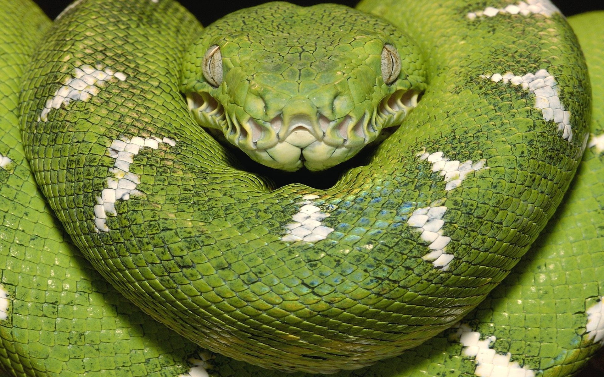 Большие зеленые змеи. Собакоголовый удав. Собакоголовый питон. Corallus caninus. Зеленая Анаконда.