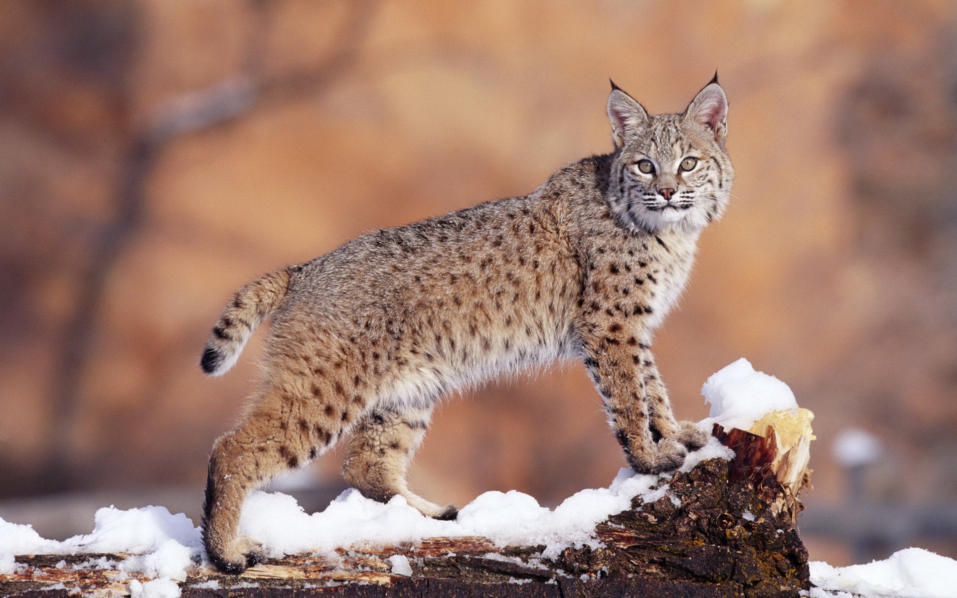 Рыси бывают. Рысь — Lynx Lynx. Рысь европейская обыкновенная. Бобкэт Рысь. Гималайская Рысь.
