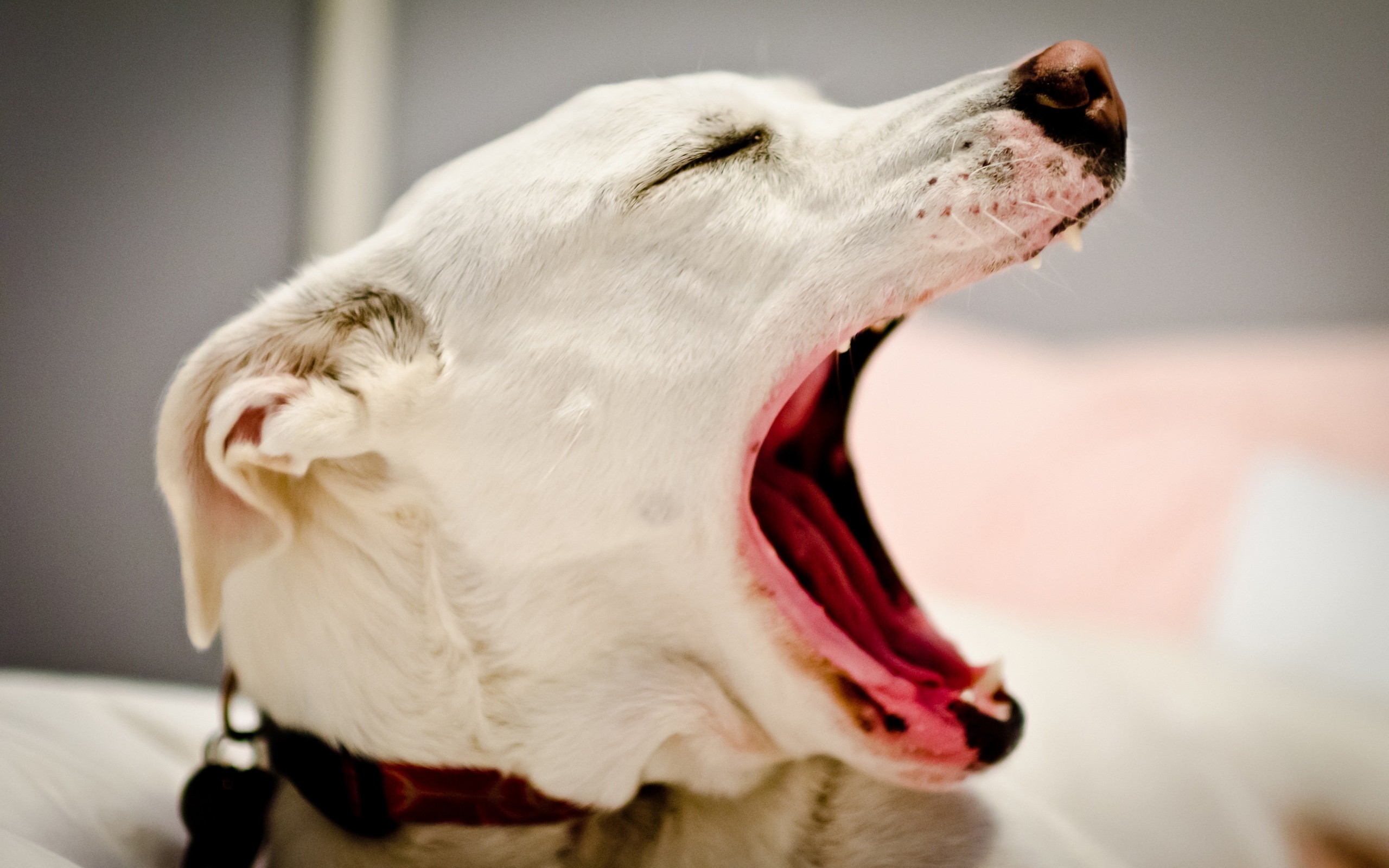 Почему собака часто открывает рот. Собака зевает. Собака с раскрытой пастью.
