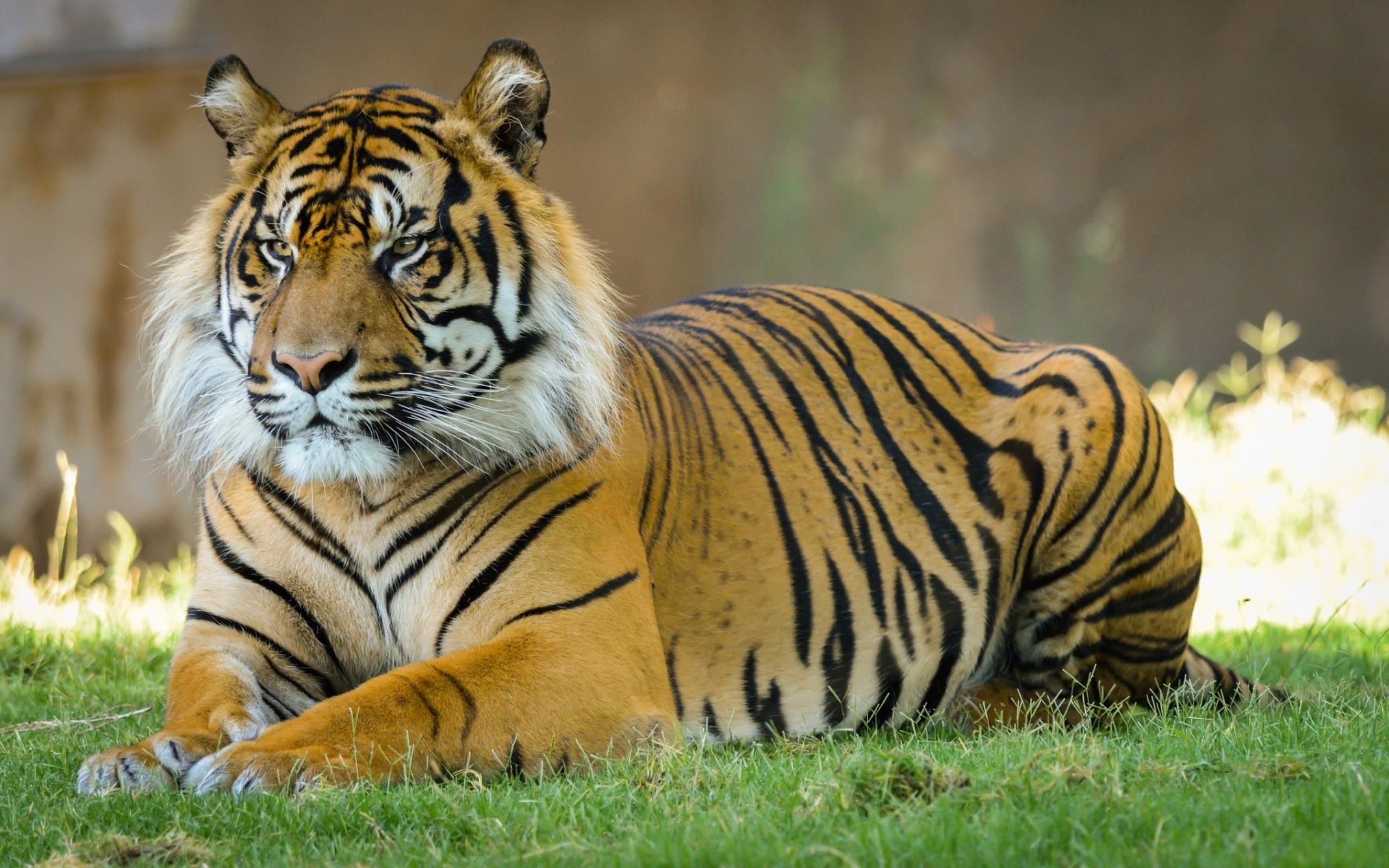 Tigr. Тайгер тигр. Суматранские тигры. Суматранский тигр и Амурский тигр. Картинки на рабочий стол тигр.