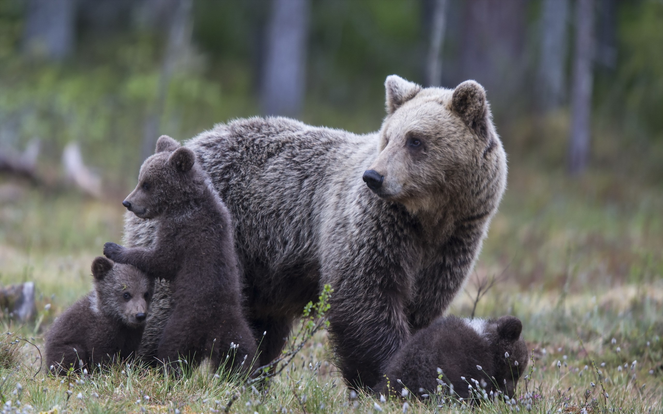 Группа бурого медведя. Медведь Медведица Медвежонок. Бурый медведь. Бурый медведь с медвежатами. Медведица с медвежатами.