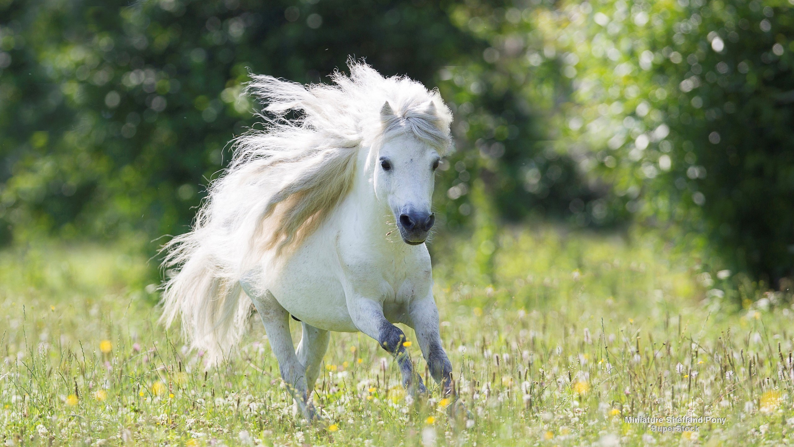 Пони бежит со скоростью 21. Белый шетлендский пони. Белая лошадь. Лошадь бежит. Красивый белый конь.