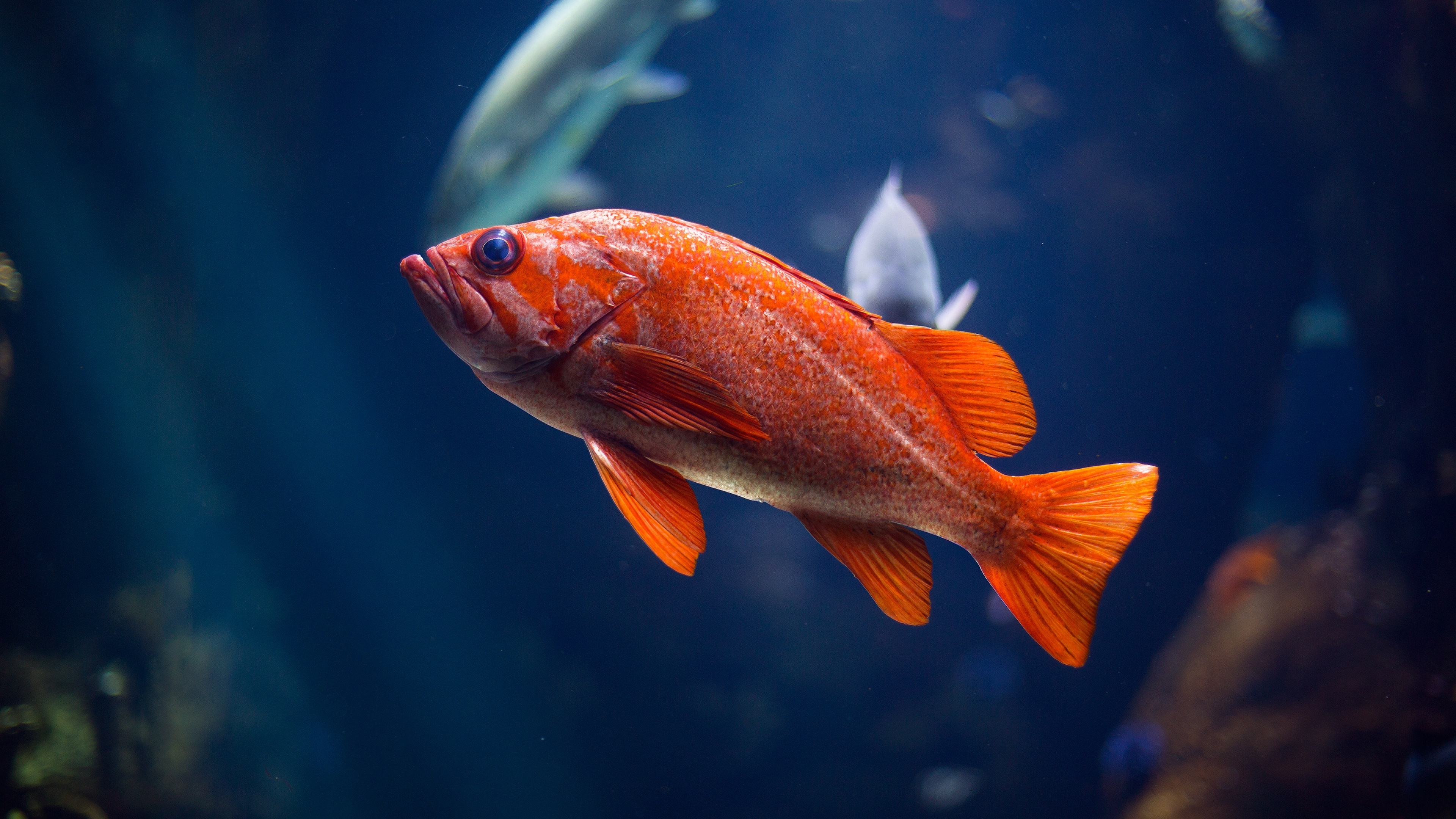 Известные рыбы в воде. Звездочет рыбка аквариумная. Ред Фиш рыба. Оранжевая рыба. Оранжевая рыбка.