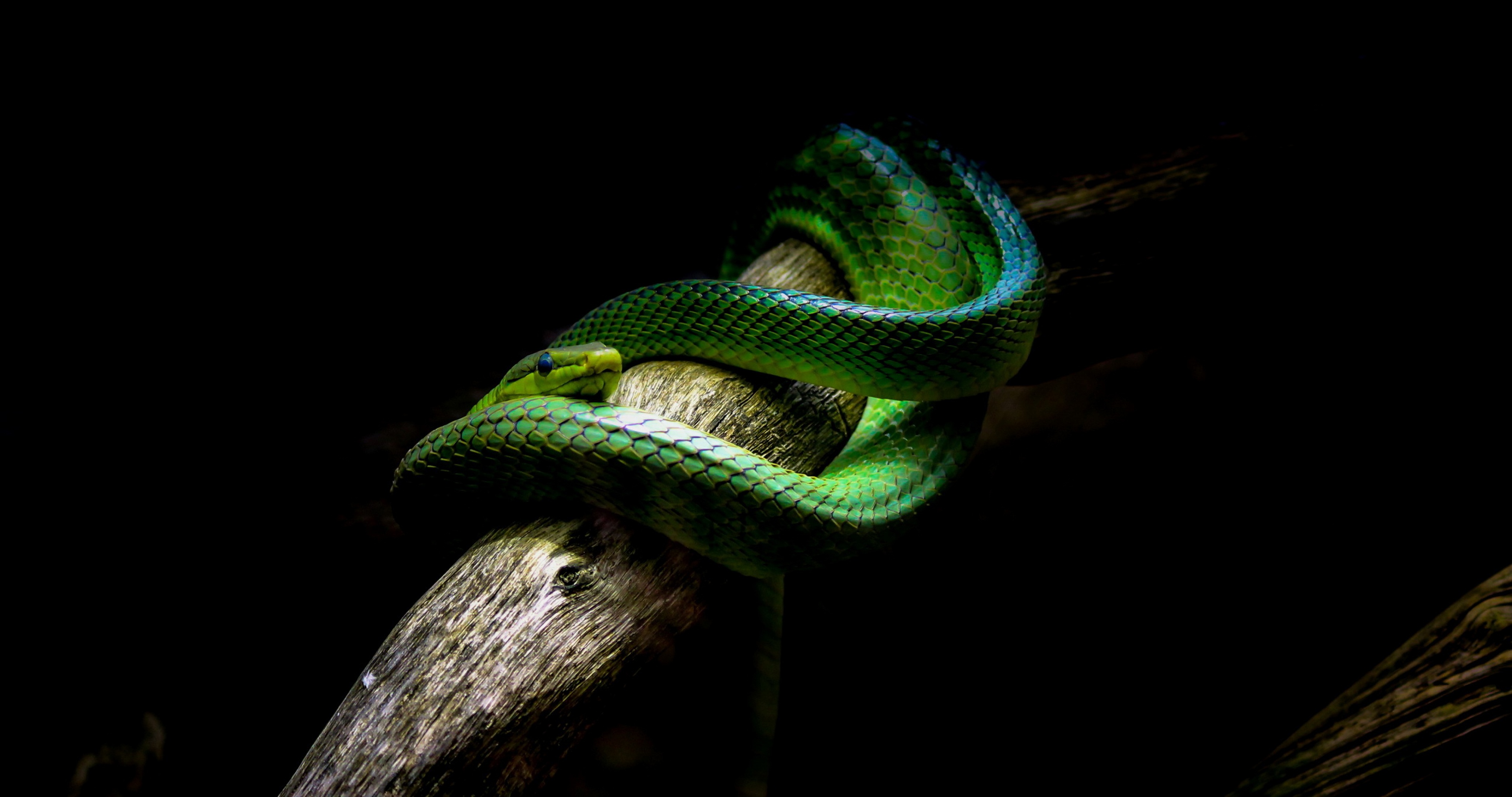 Змея на заставку телефона. АТЕРИС Ницше. Зелёная древесная гадюка. Зеленая мамба (Африканский изумрудный гигант).