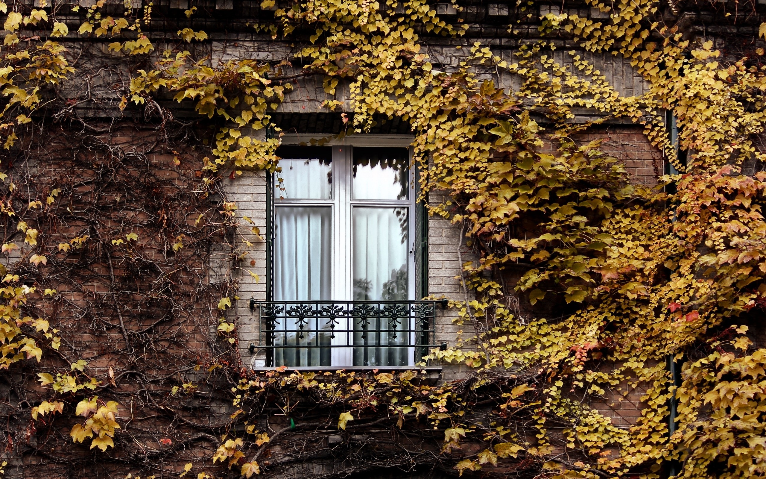 Дом на осенней улице. Плющ ворота поместье. Старинные окна. Окно осень. Осень из окна.