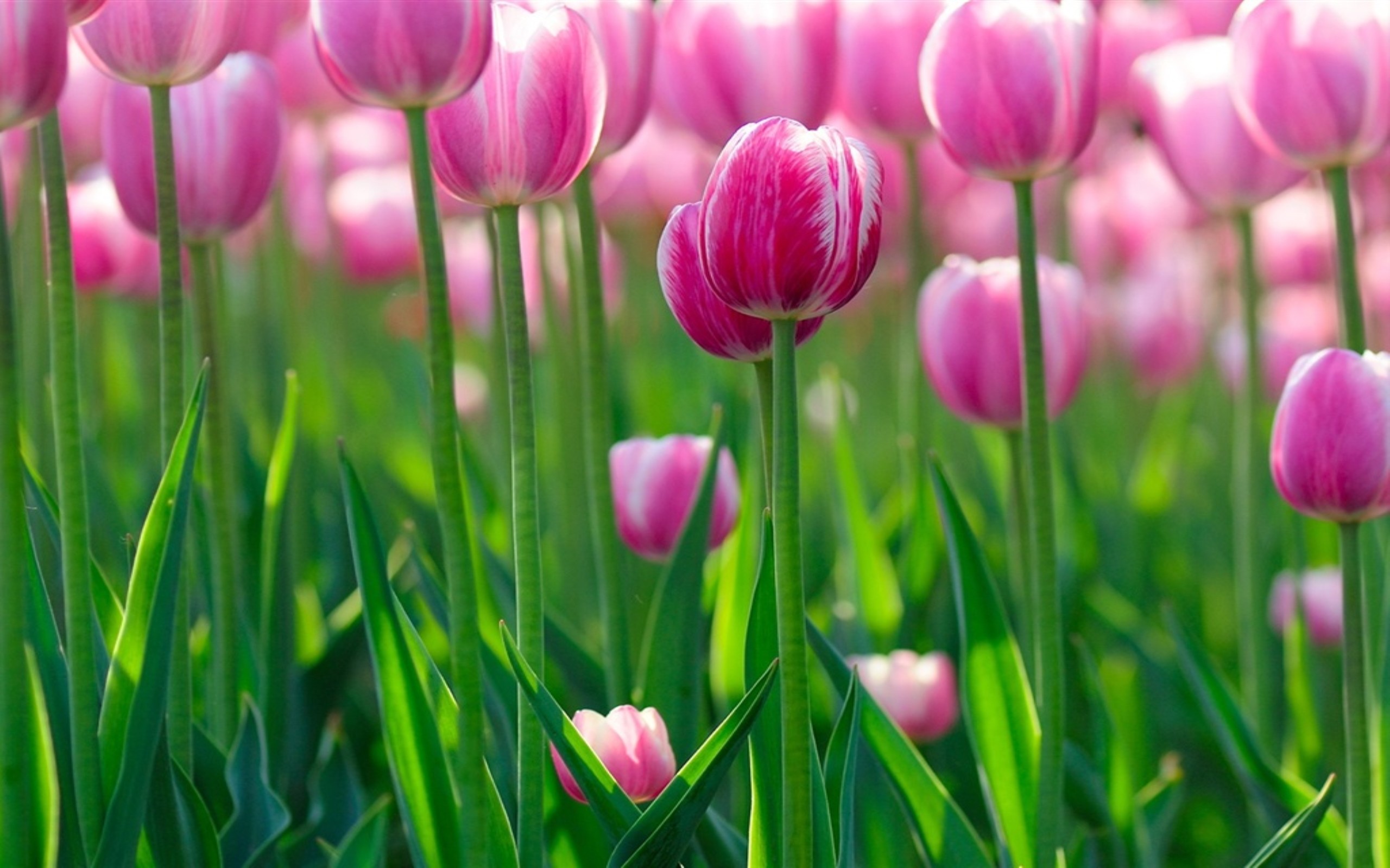 Весенние заставки на телефон красивые бесплатные. Цветы тюльпаны. Красивые тюльпаны. Розовые тюльпаны.