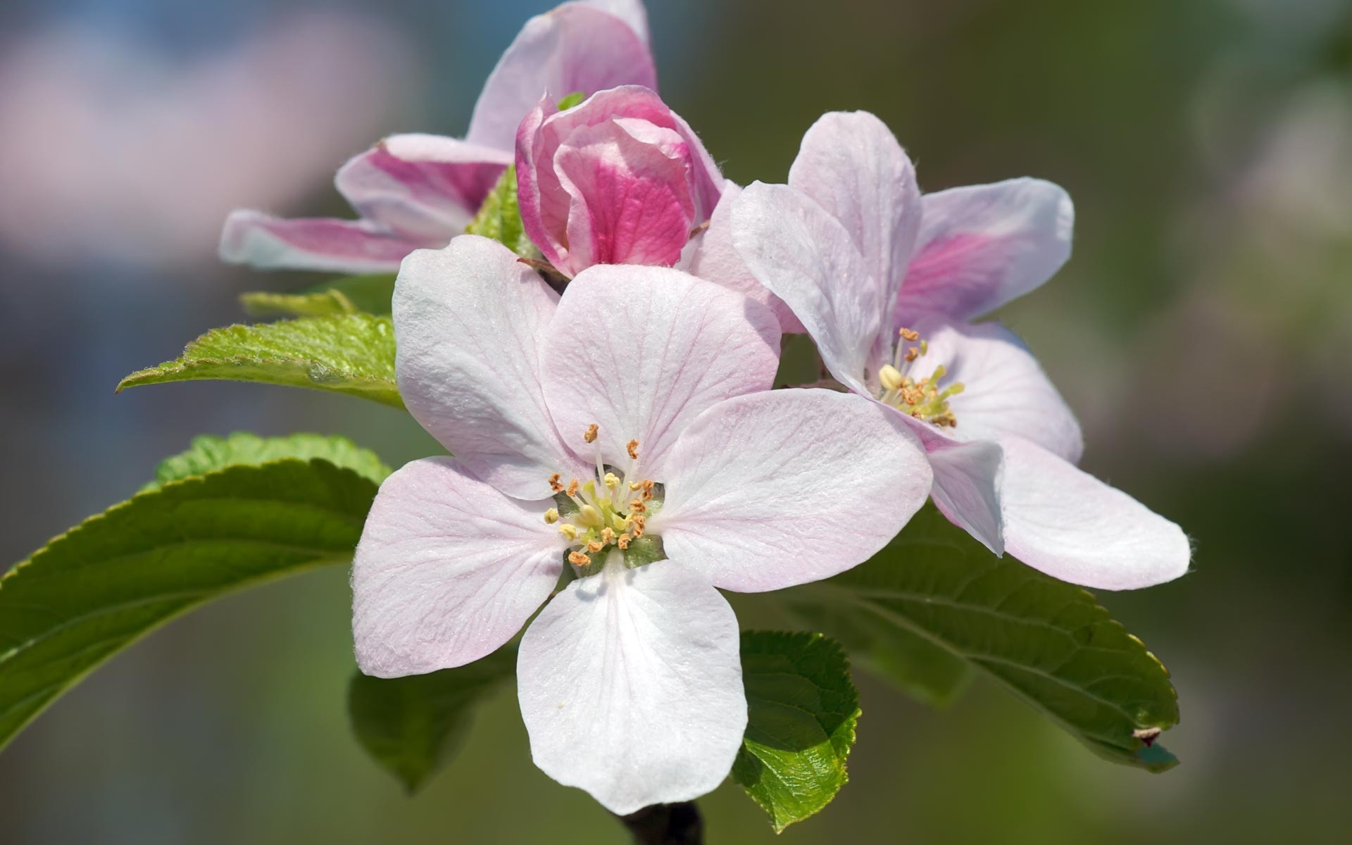 Blossom сайт. Эппл блоссом. Магнолия яблони. Яблоневый цвет (Apple Blossom). Цветущая айва Яблоневая.
