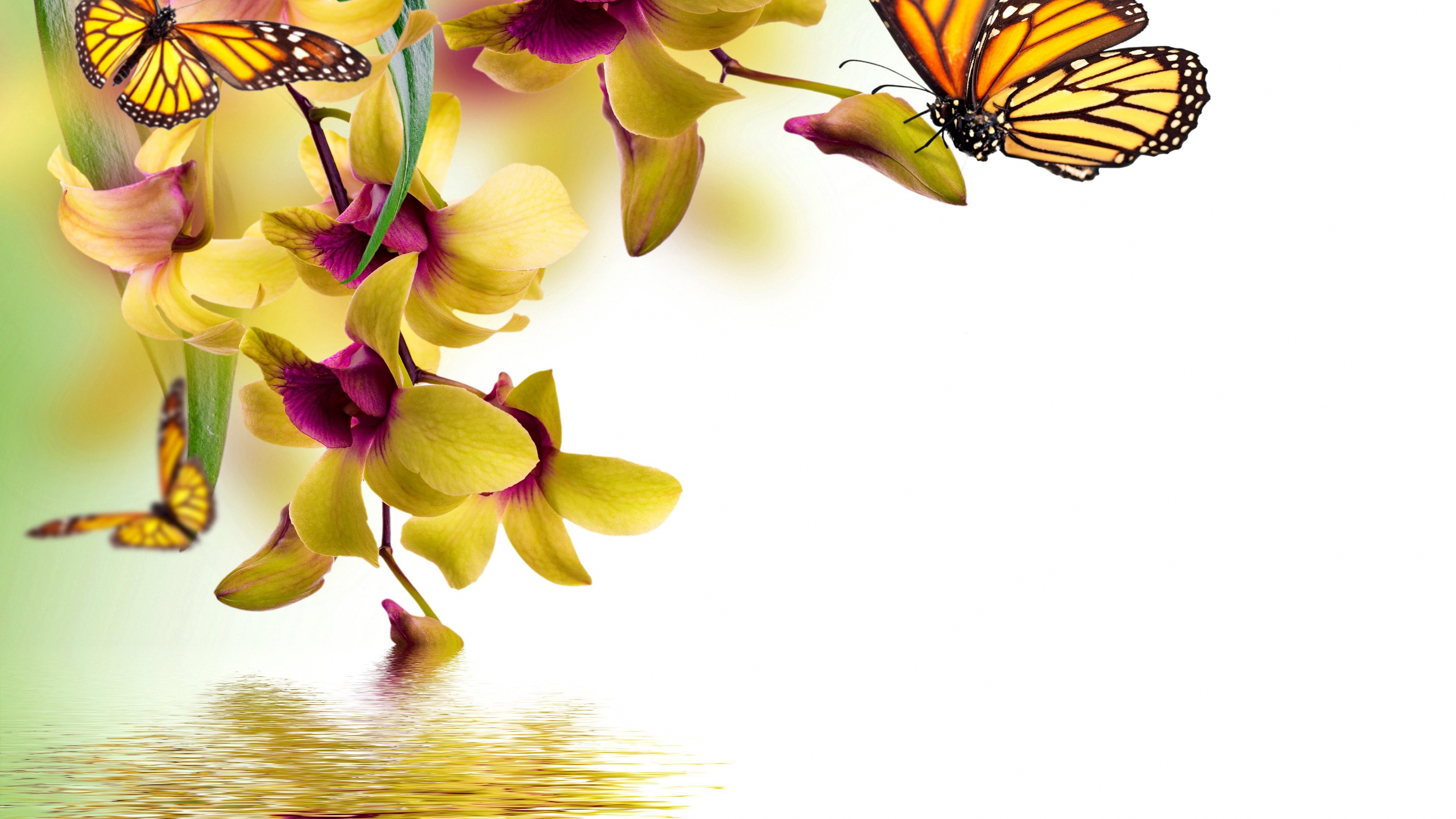 Цветы орхидея бабочка. Фон с цветами и бабочками. Красивый фон с бабочками. Красивый фон с бабочками и цветами. Красивые открытки с цветами бабочками.
