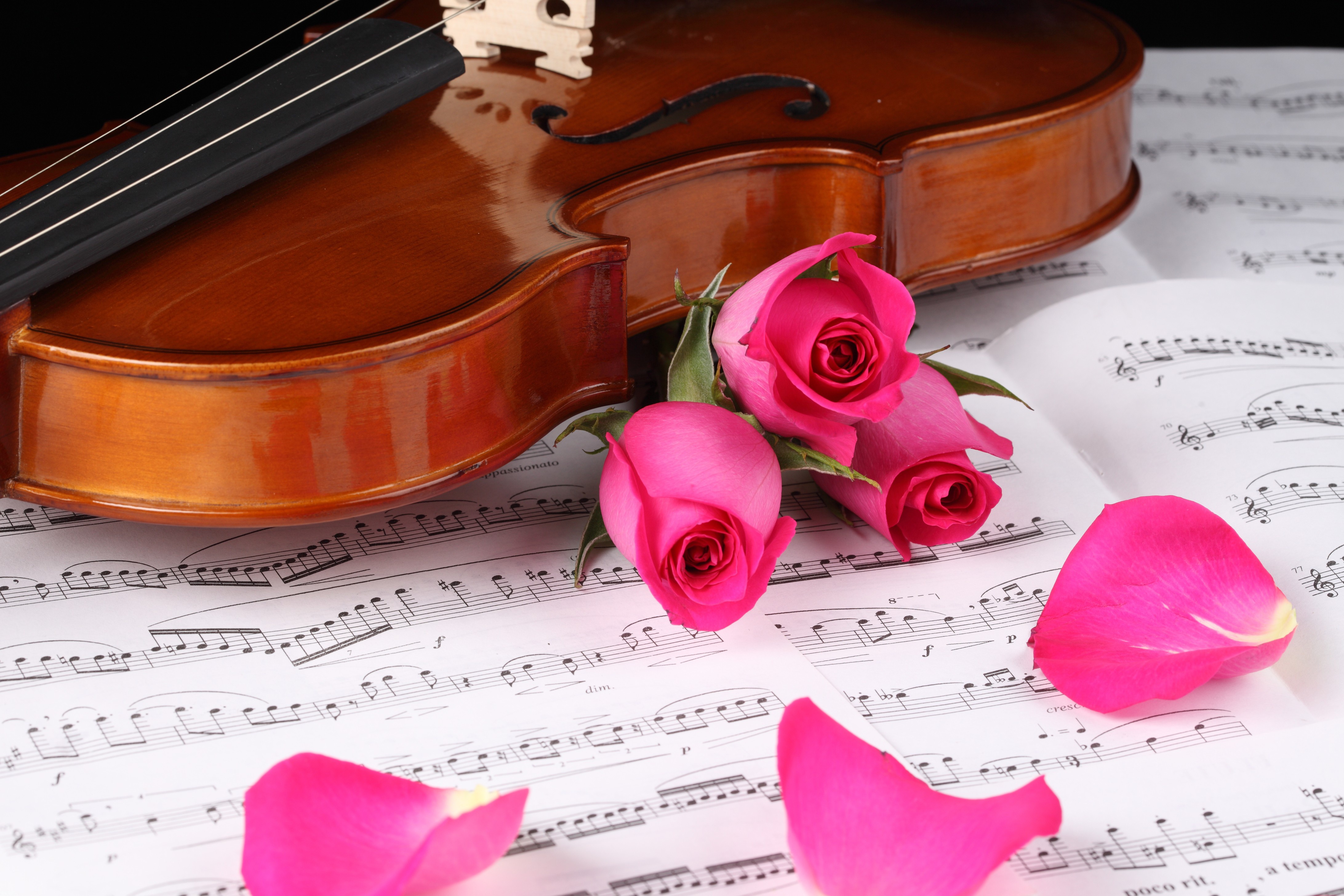 Нежная мелодия на звонок. Скрипка и цветы. Цветы на рояле. Ноты и цветы. Пианино с цветами.