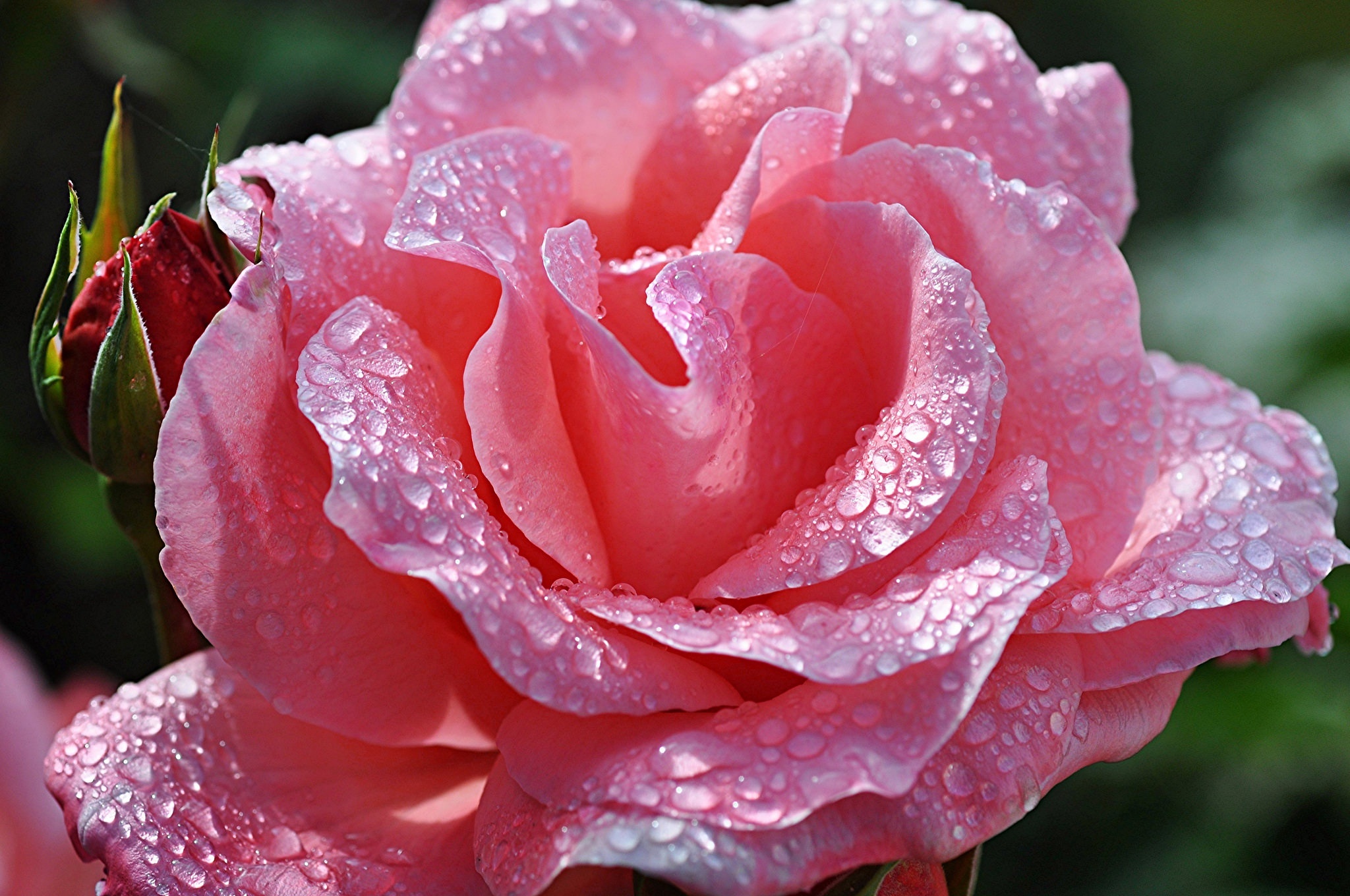 Розы красивое видео. Розовые розы. Очень красивые цветы. Красивые цветы в росе.