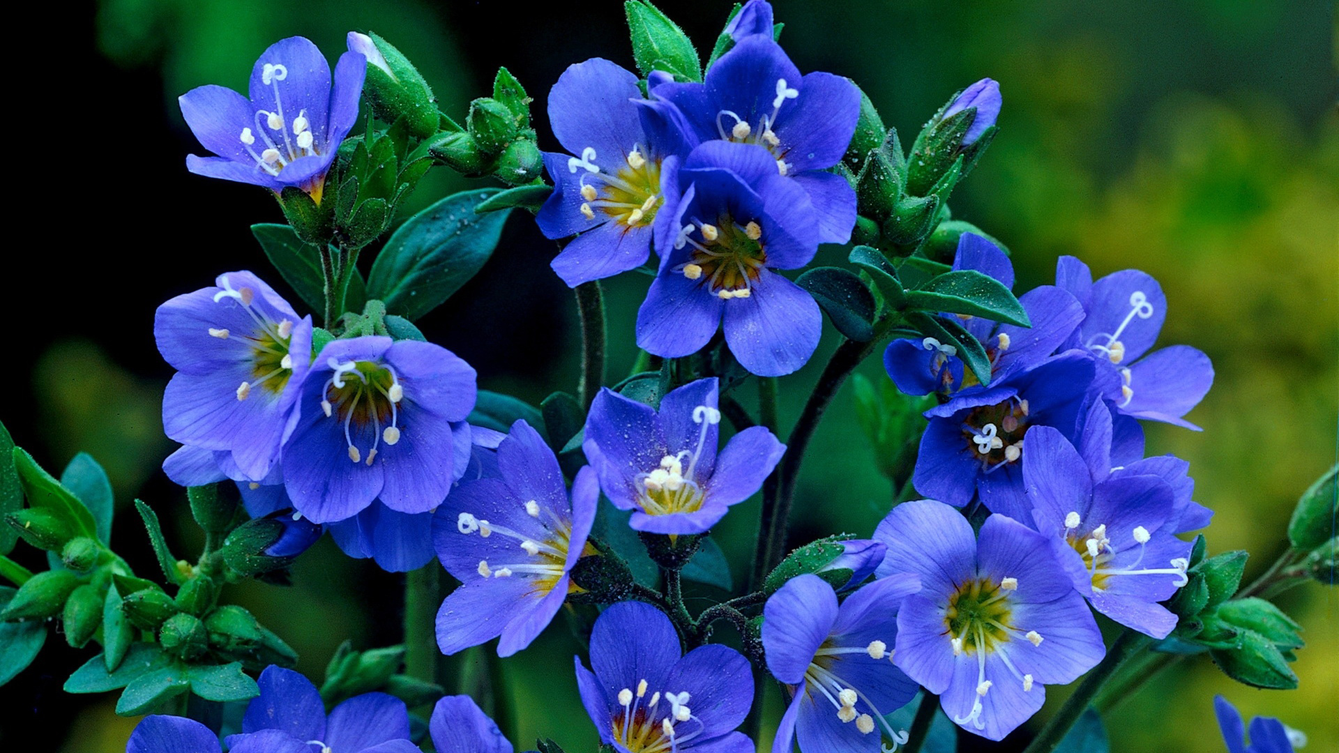Что пожелать цветку. Фацелия. Синие цветы. Цветы незабудки. Пожелания счастья и добра.