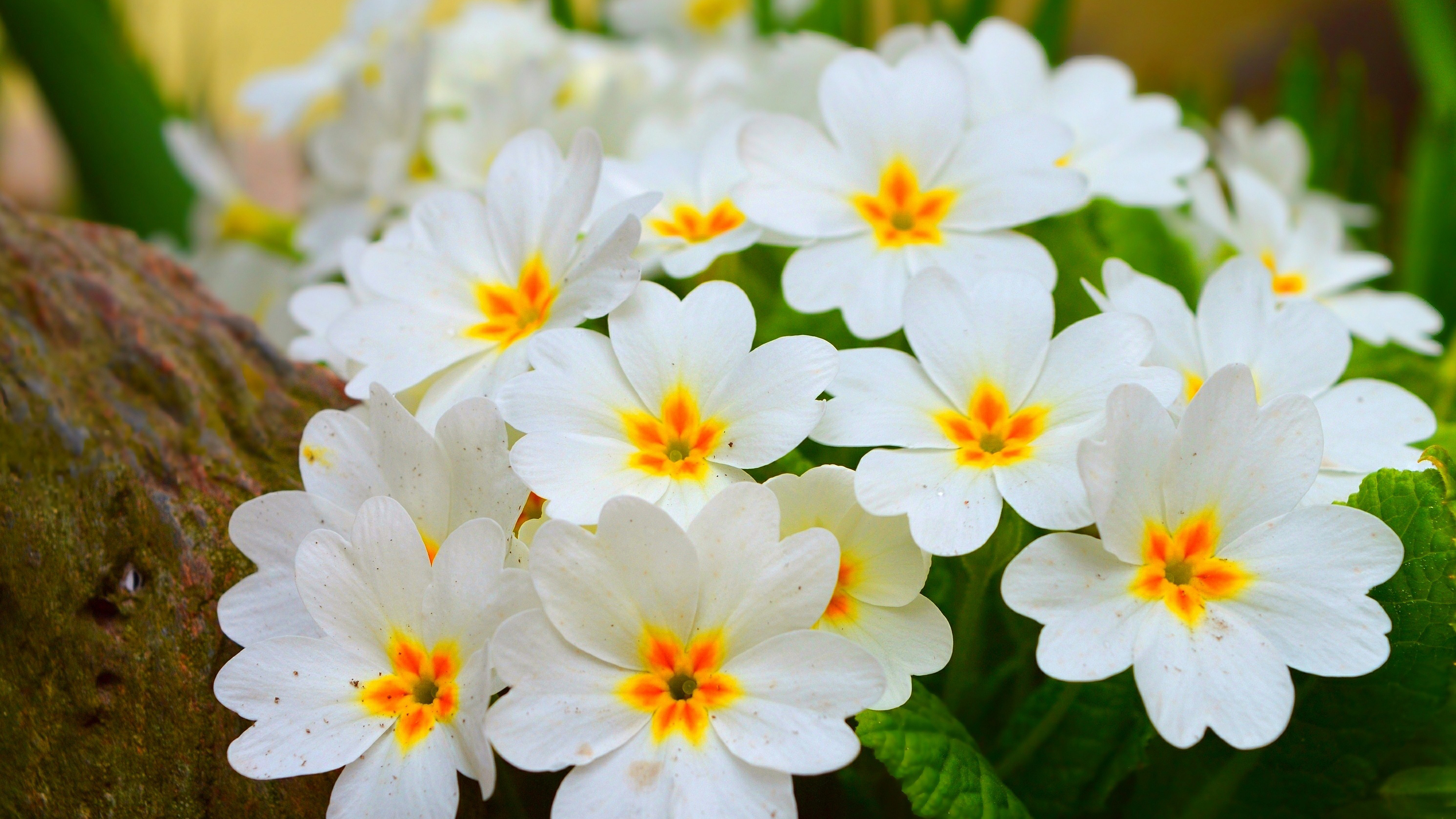 Первоцветы обои. Примула первоцвет весенний. Примула весенник. Нарцисс, ветреница, примула. Белые цветочки первоцветы.