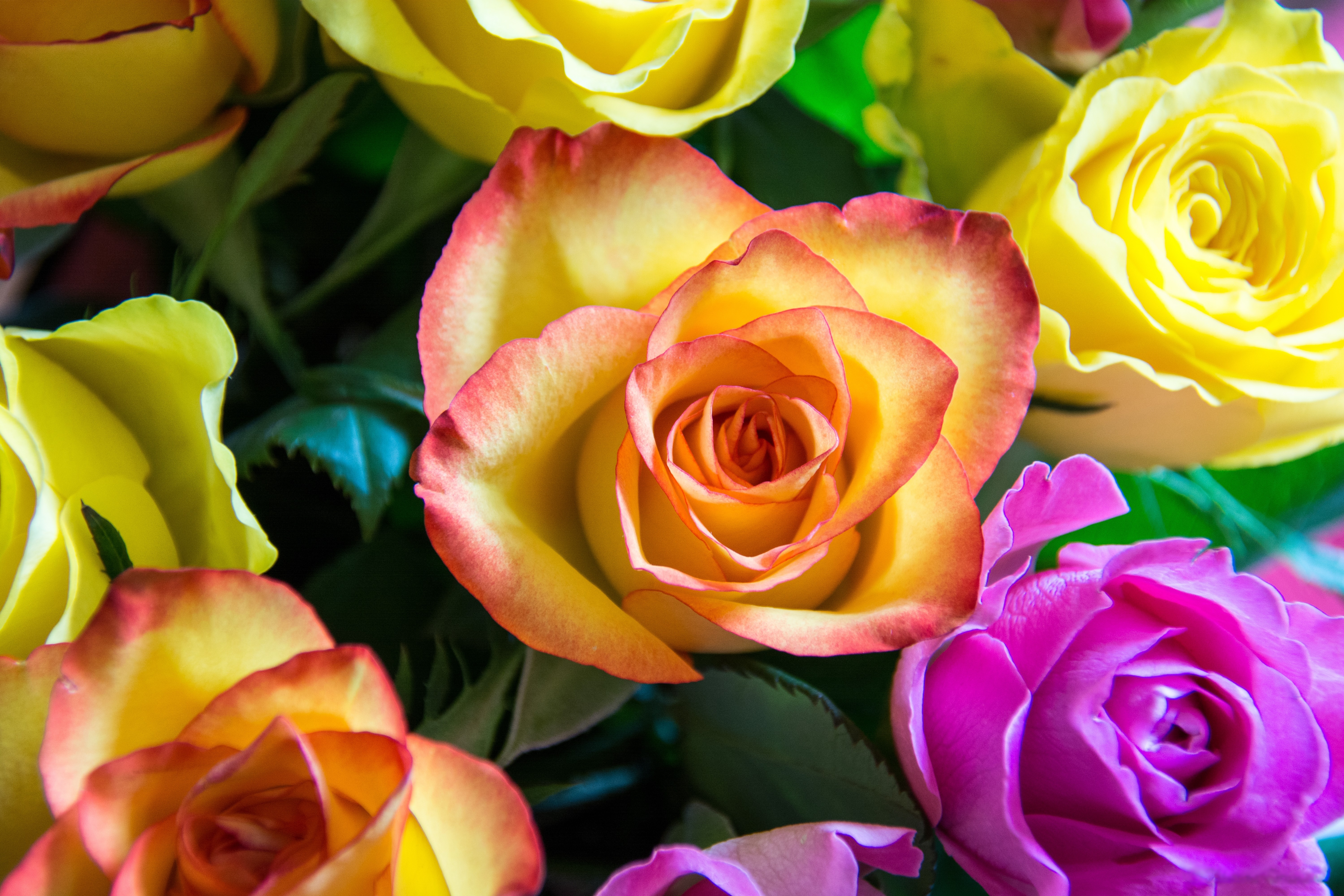 Крупный яркий цветок 4. Разноцветные розы. Крупные розы. Яркие розы. Цвета роз.