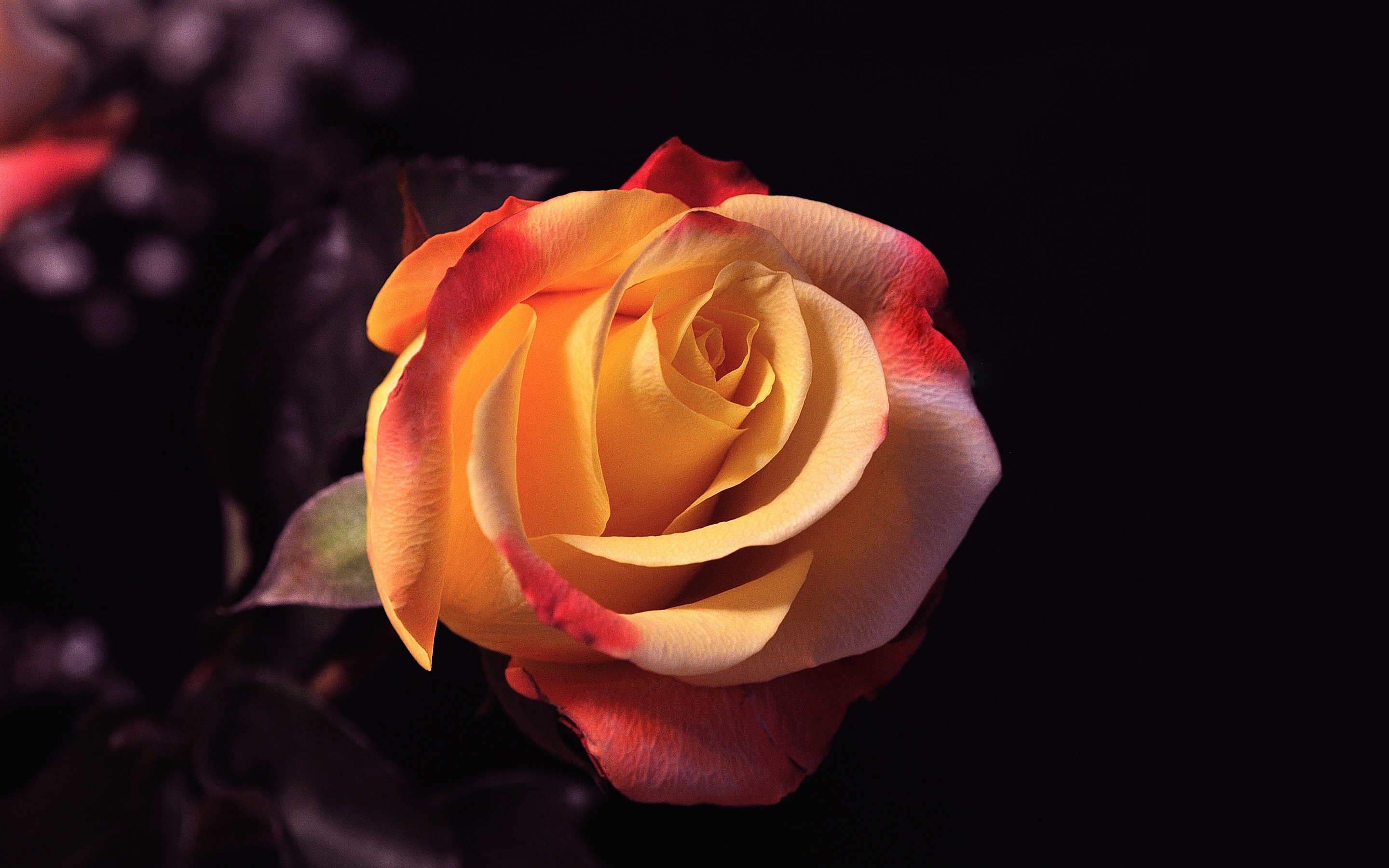 Rose is beautiful. Оранжевые розы. Красивые розы на черном фоне. Цветы на темном фоне. Розы на темном фоне.
