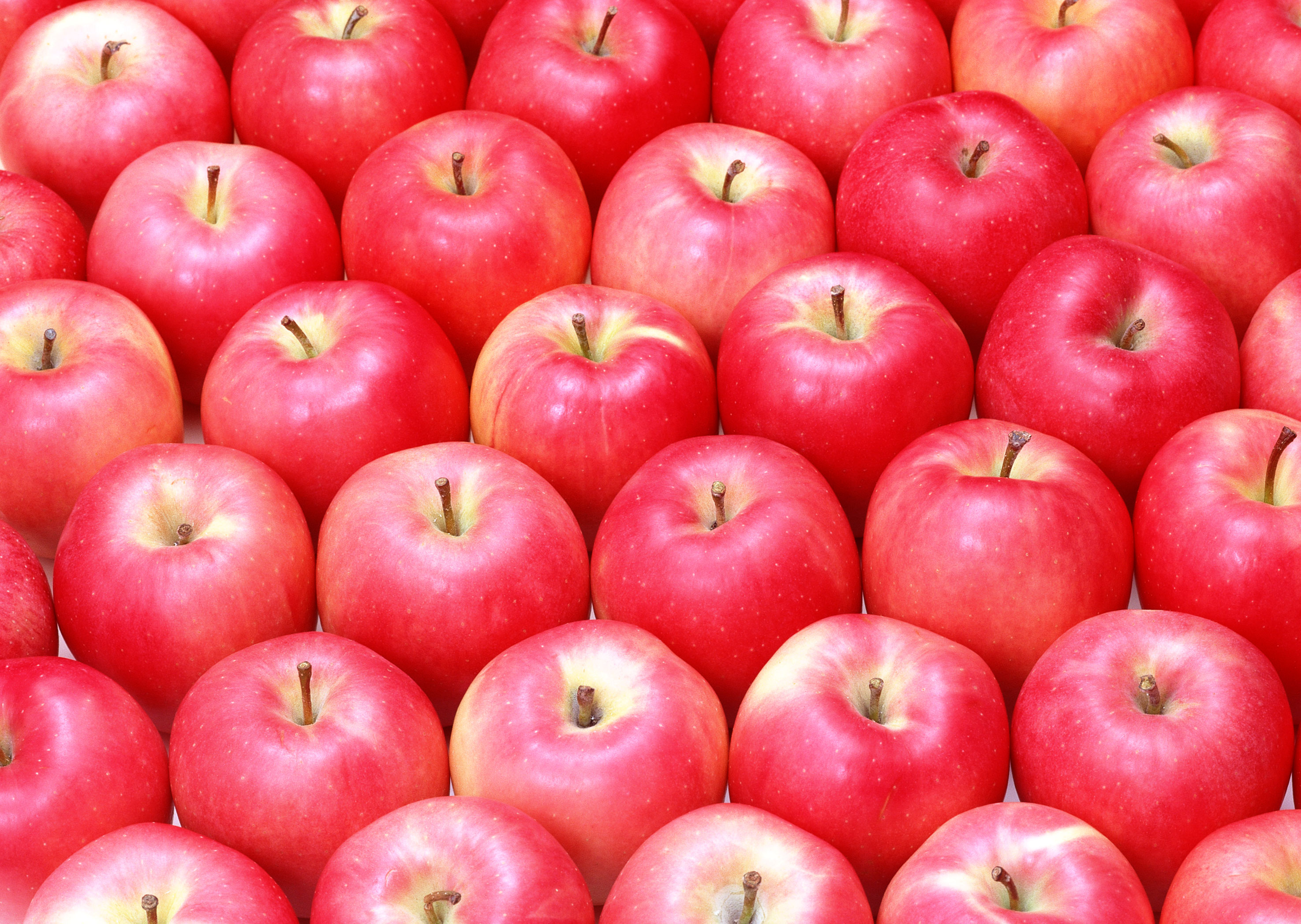 К чему снятся красивые яблоки. Красивое яблоко. Яблоки красные. Яблоки обои. Интересные факты о яблоках.