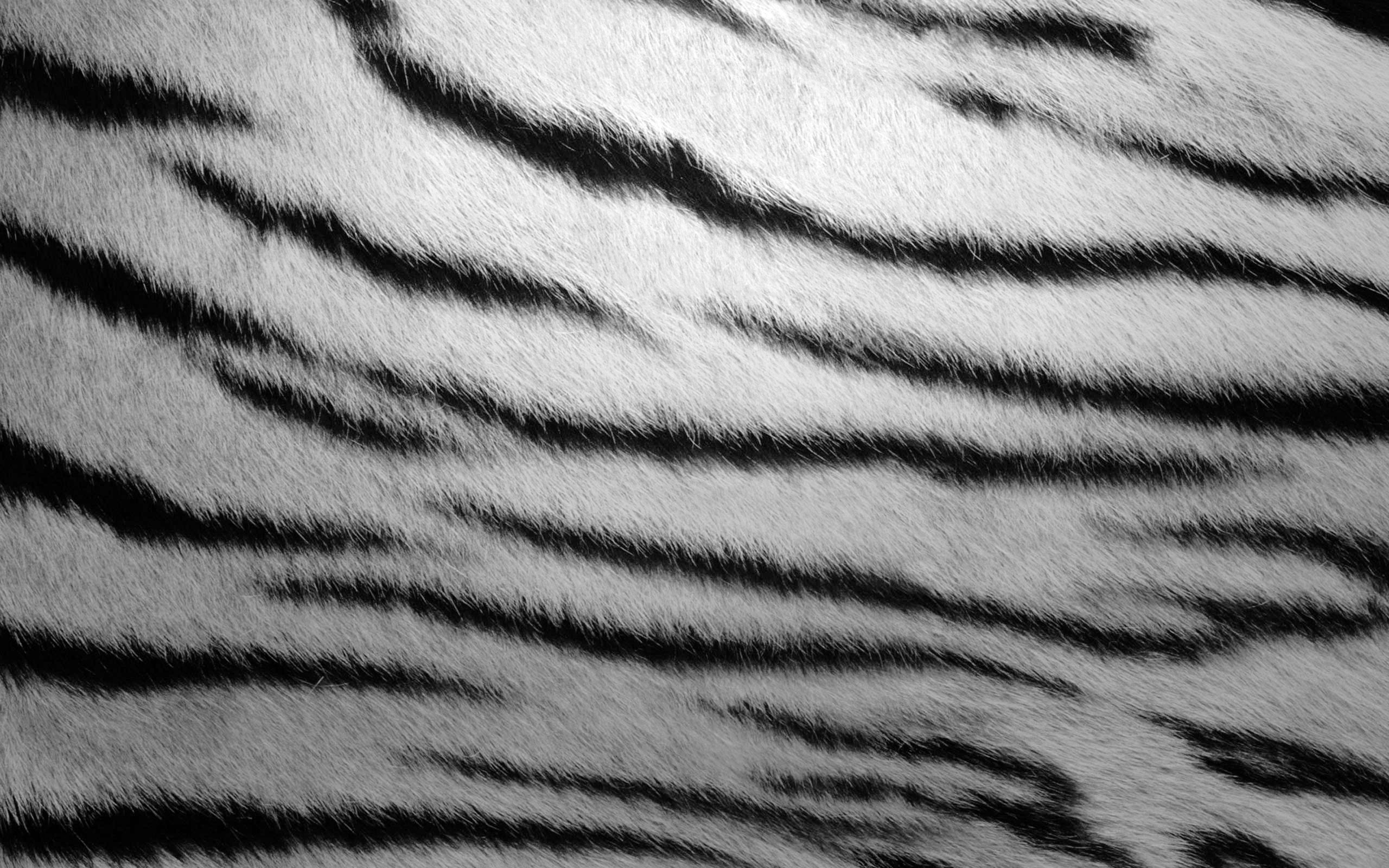 Полосатая шерсть. Текстура тигра. Шкура белого тигра. Тигриные полоски. Шерсть зебры.