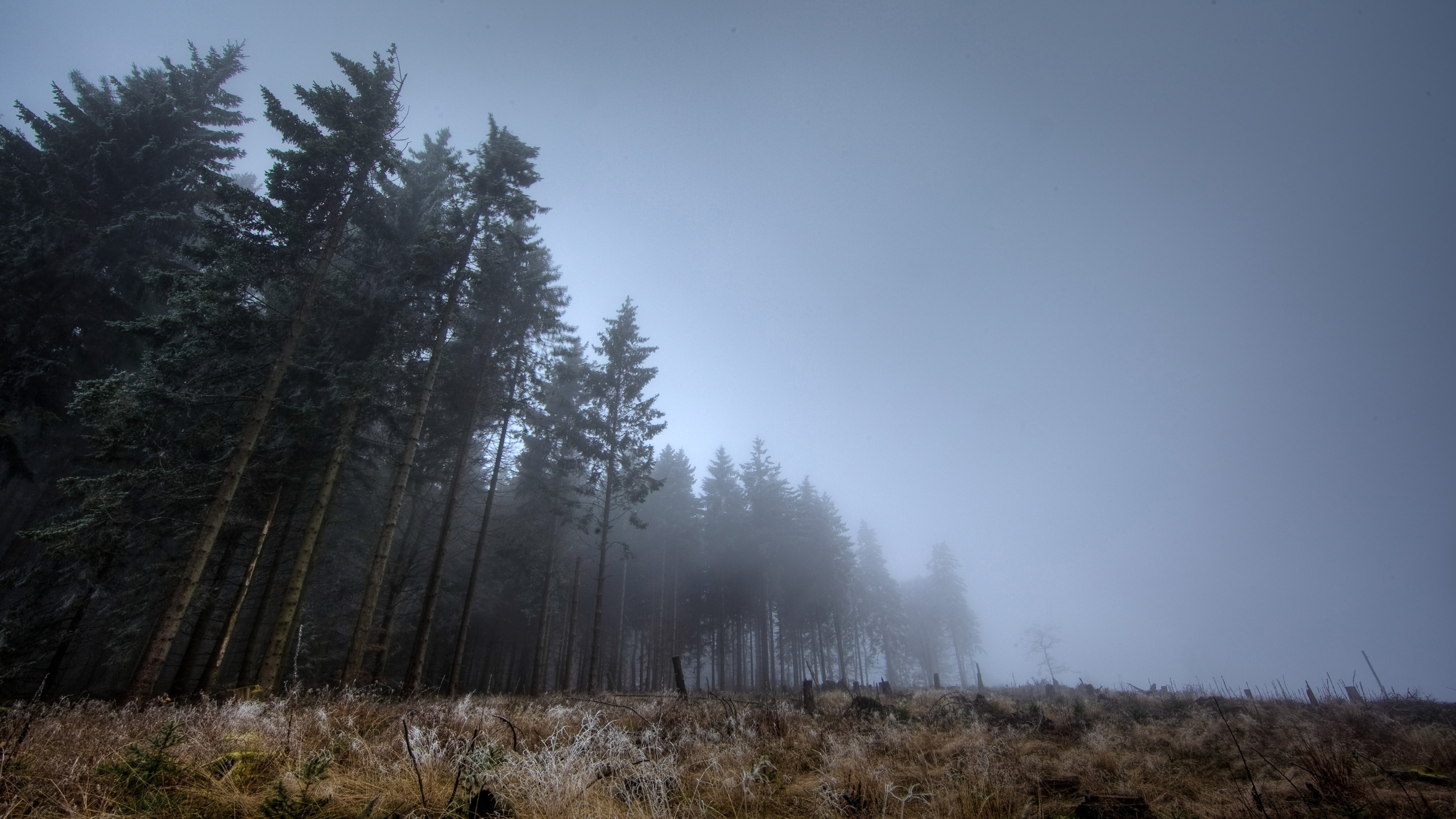 Хвойная тишина. Туманный лес Таганай. Мрачный еловый лес. Хвойный лес в тумане.