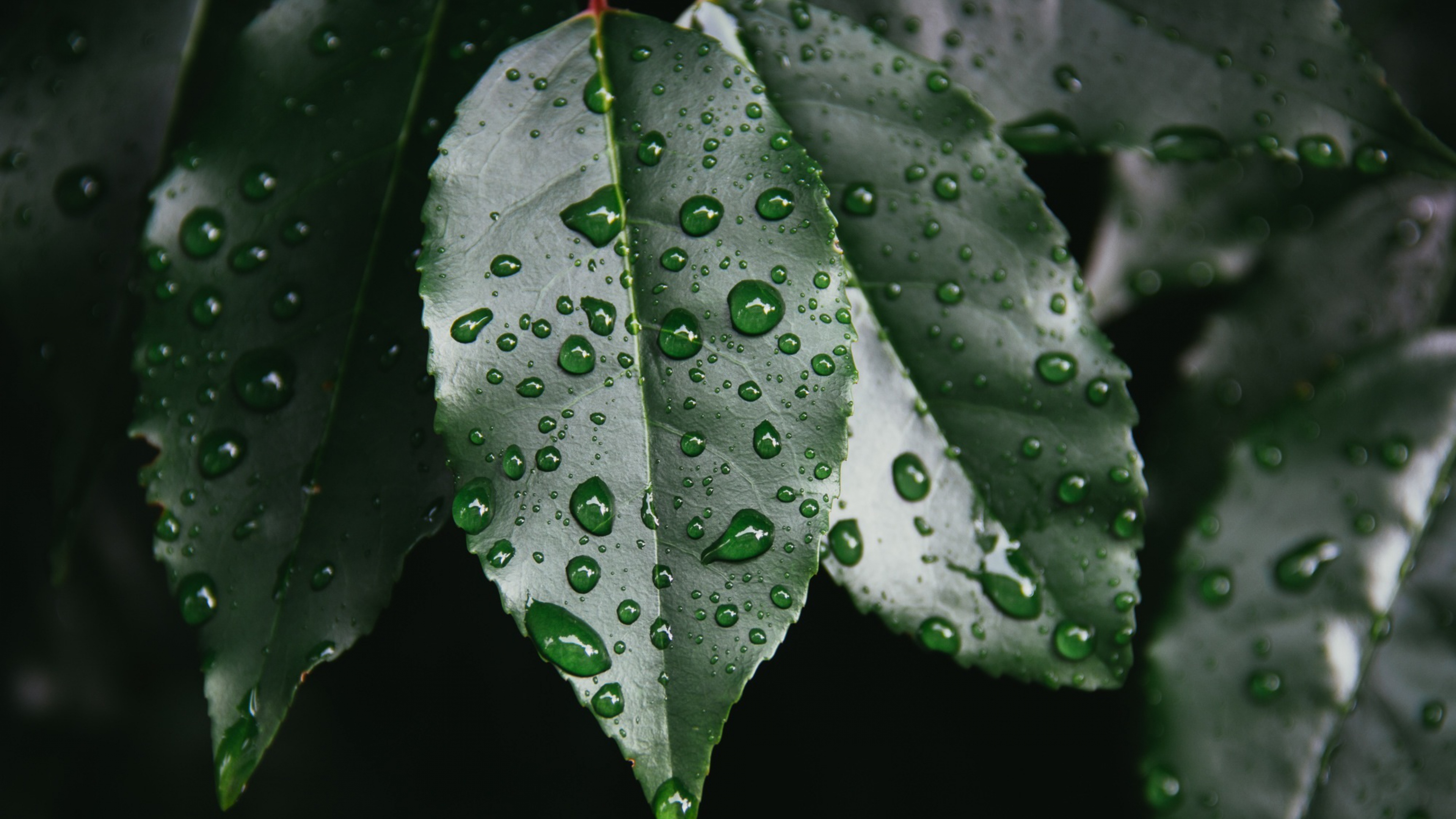 Капля росы на листе. Капли воды на листьях. Лист с каплями. Мокрые листья. Листья с каплями воды.