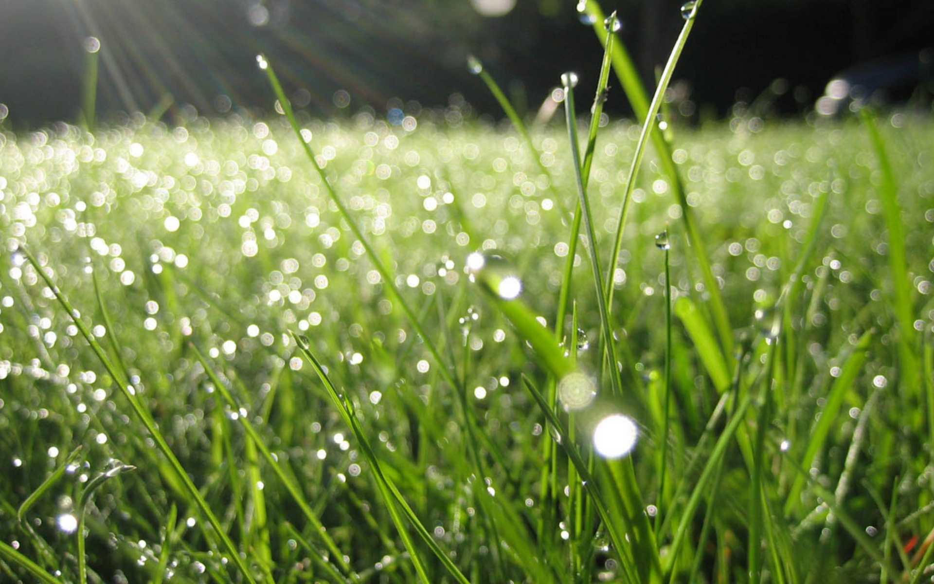 Вечером обильная роса. Роса на траве. Утренняя роса на траве. Свежесть утра. Роса фото.