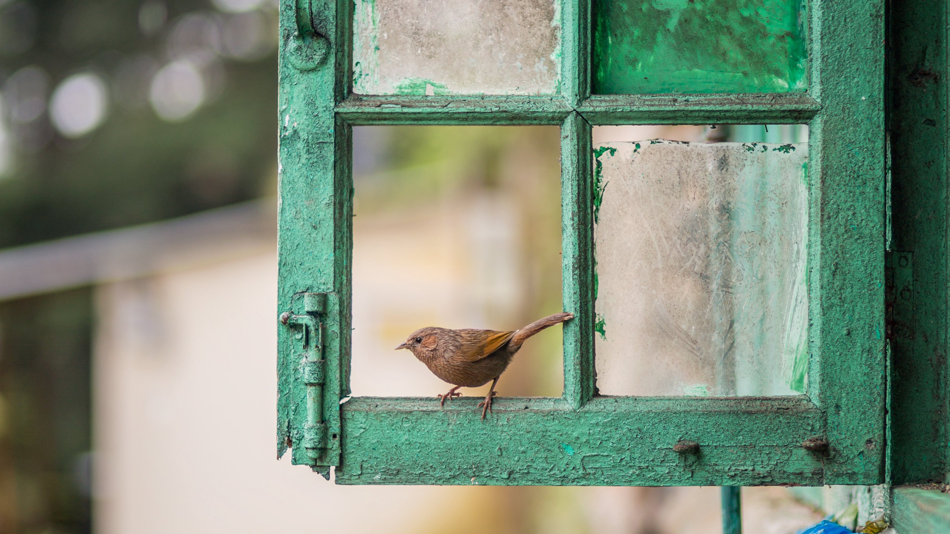 Сороки стучат. Птицы за окном. Птичка на окошке. Птица на подоконнике. Птицы на окна.