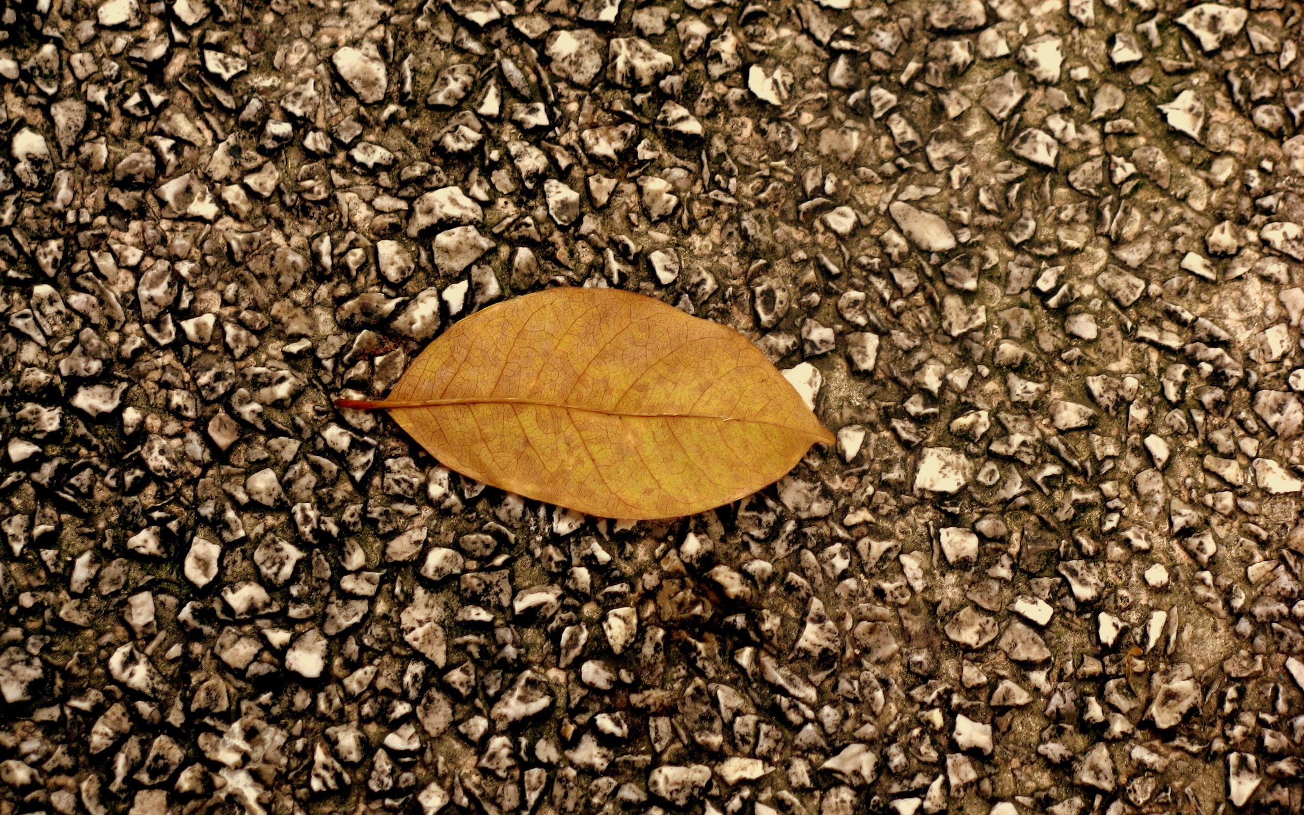 Leaf stone. Обои листья. Листья на асфальте осень. Сухой лист текстура. Асфальт.