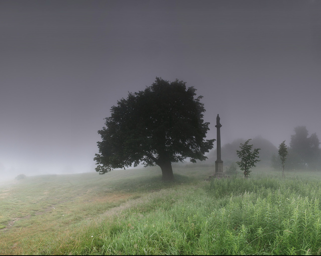 Вдали видны деревья. Деревья вдали. Мрачное дерево. Деревья в тумане. Одинокое дерево в поле.