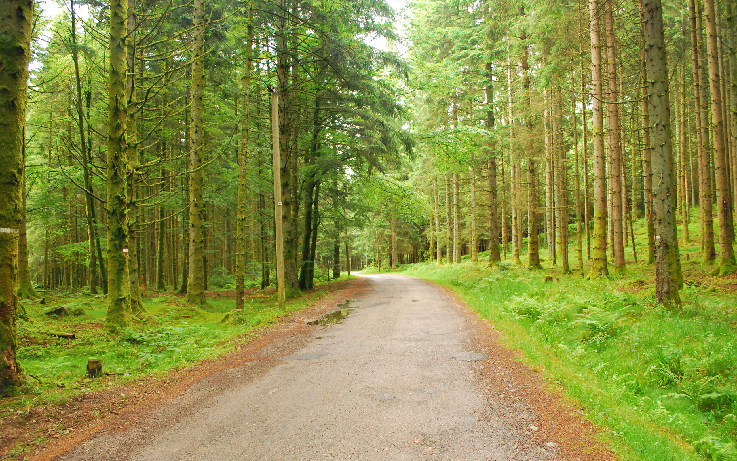 Дорога ведет в лес