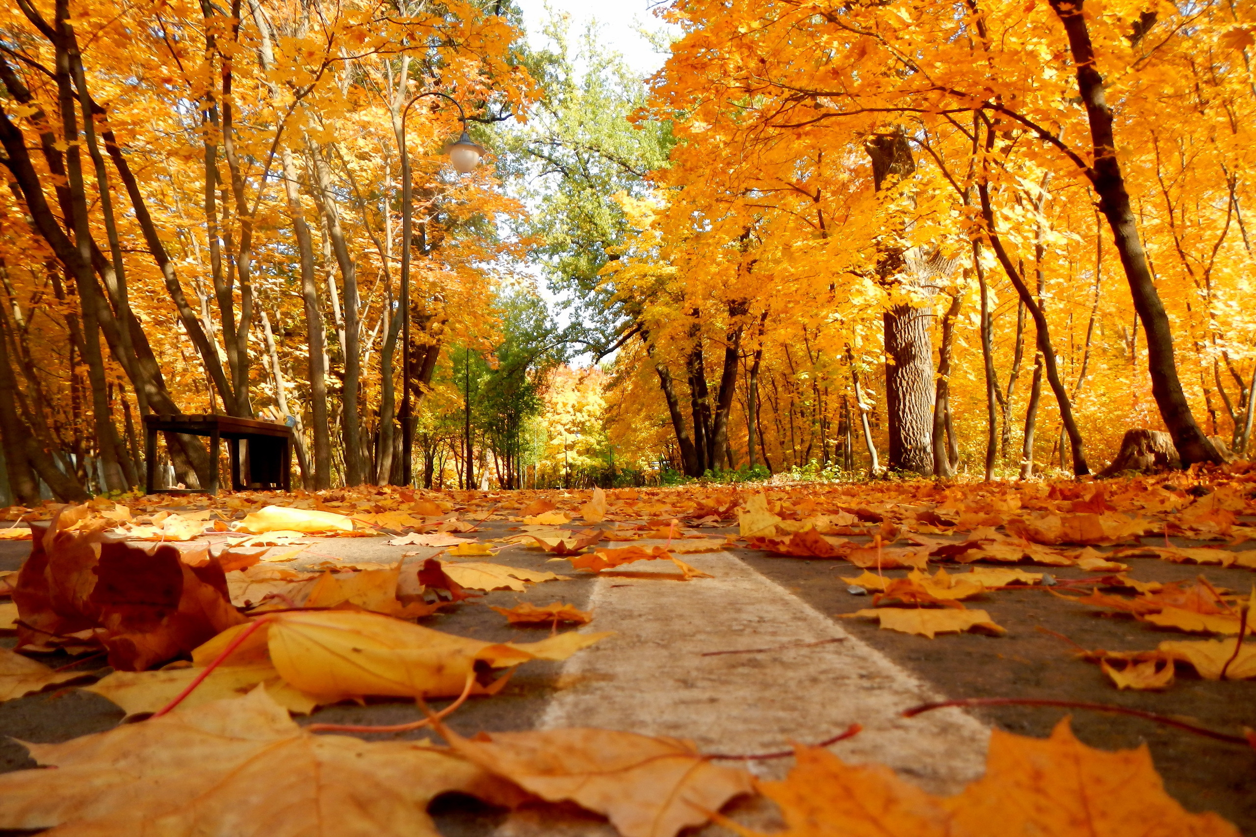 Куз н. Осень. Осенний парк. Золотая осень. Золотая осень в парке.