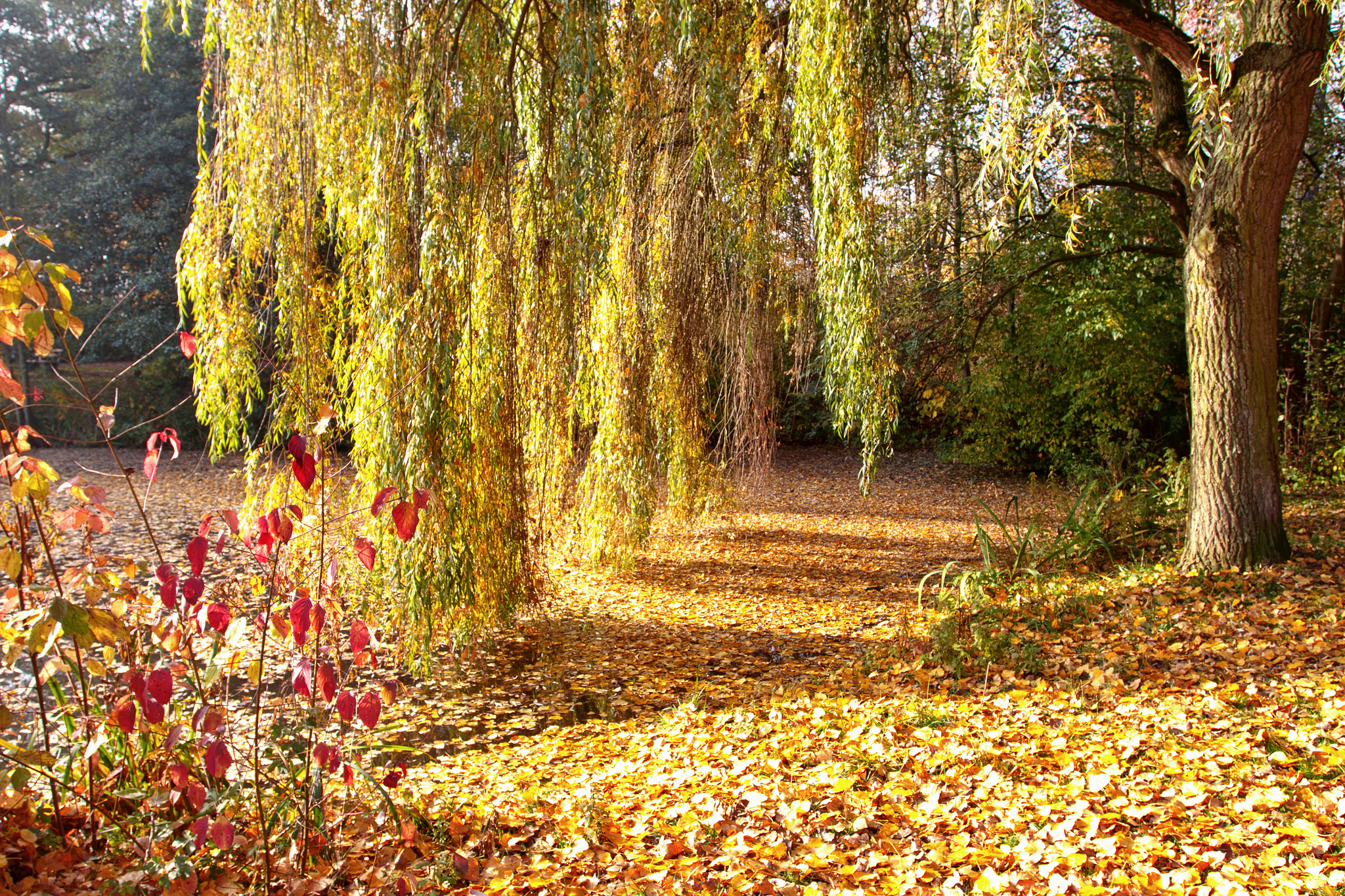 Вдруг среди листвы видишь пестрый. Плакучая Ива дерево. Ивовая роща Тюмень. Осенний парк. Красивая осень.